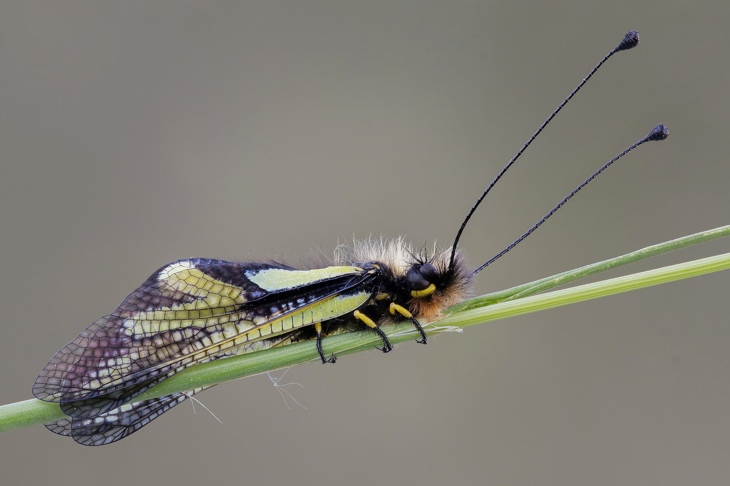 White scallop (Libelloides coccajus)