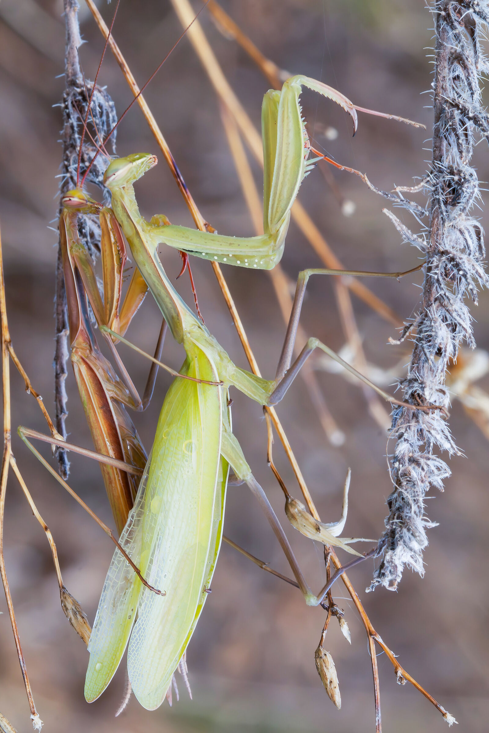 Male and female praying mantis