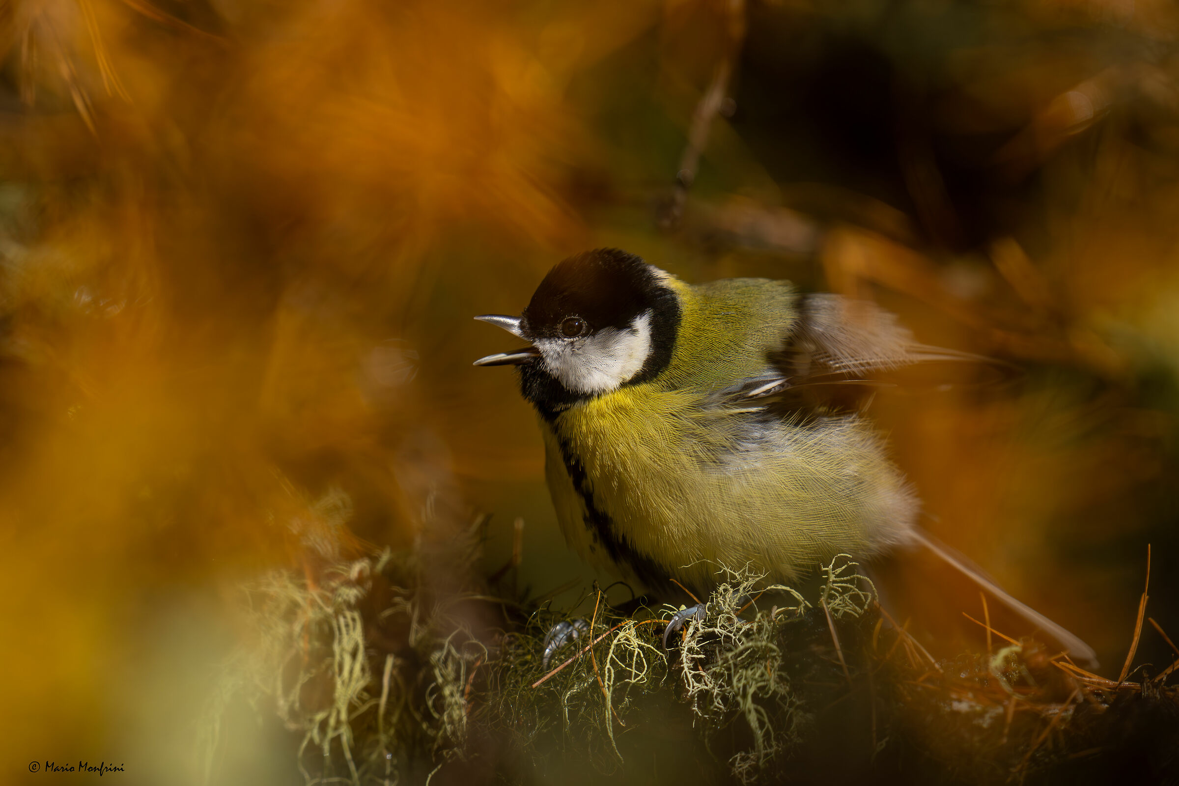 Great in autumn colors