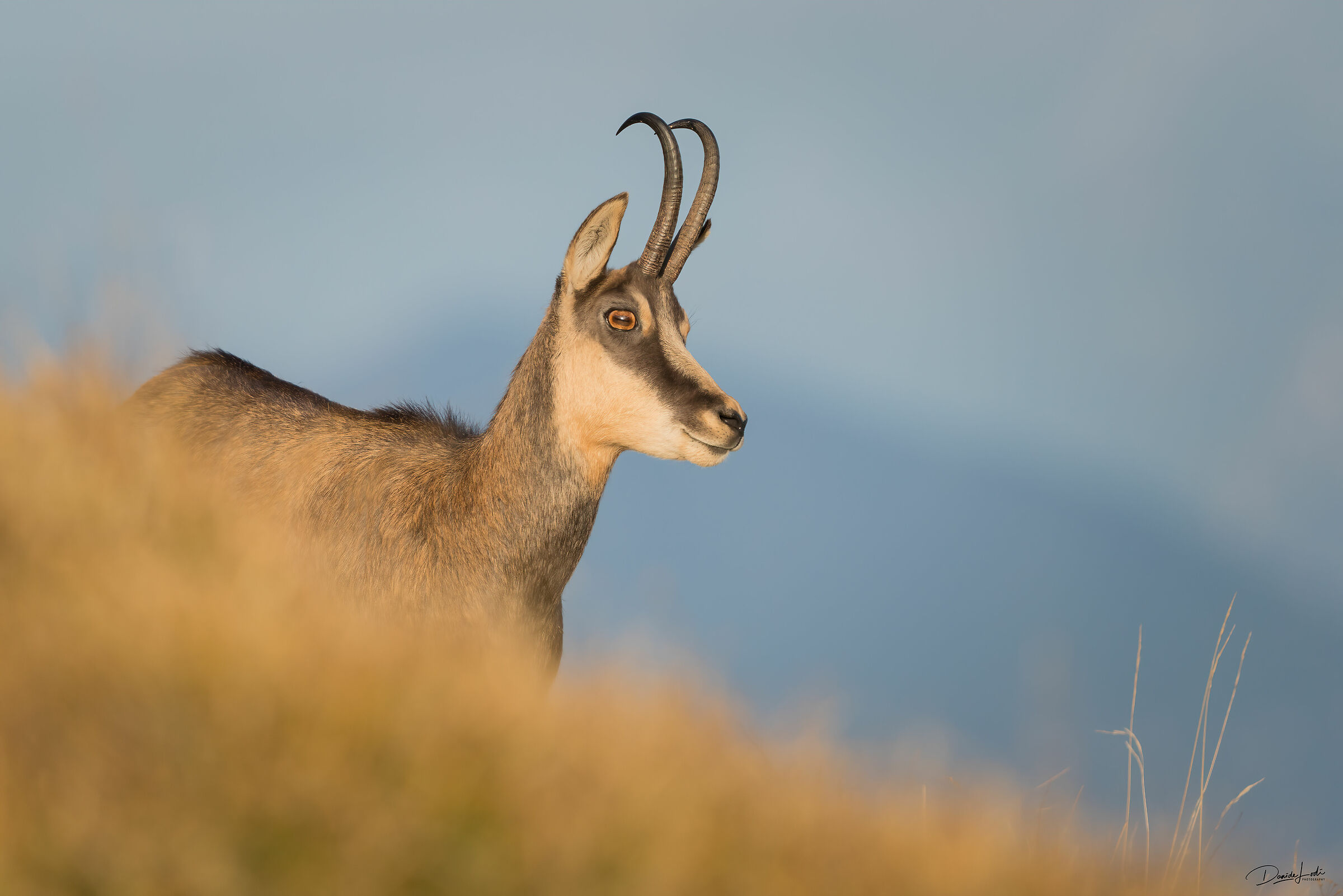 Chamois