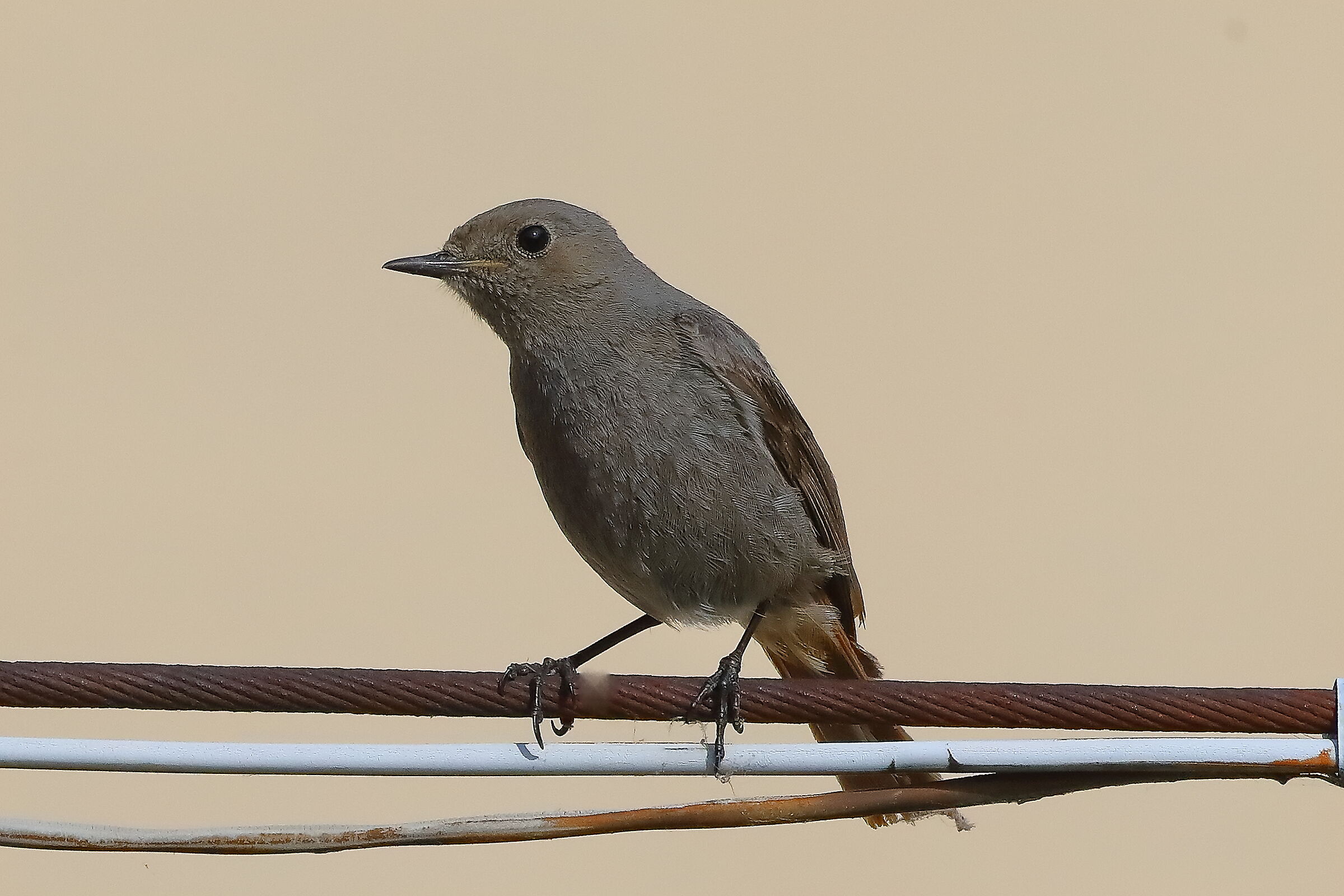 Redstart 31-05-2023