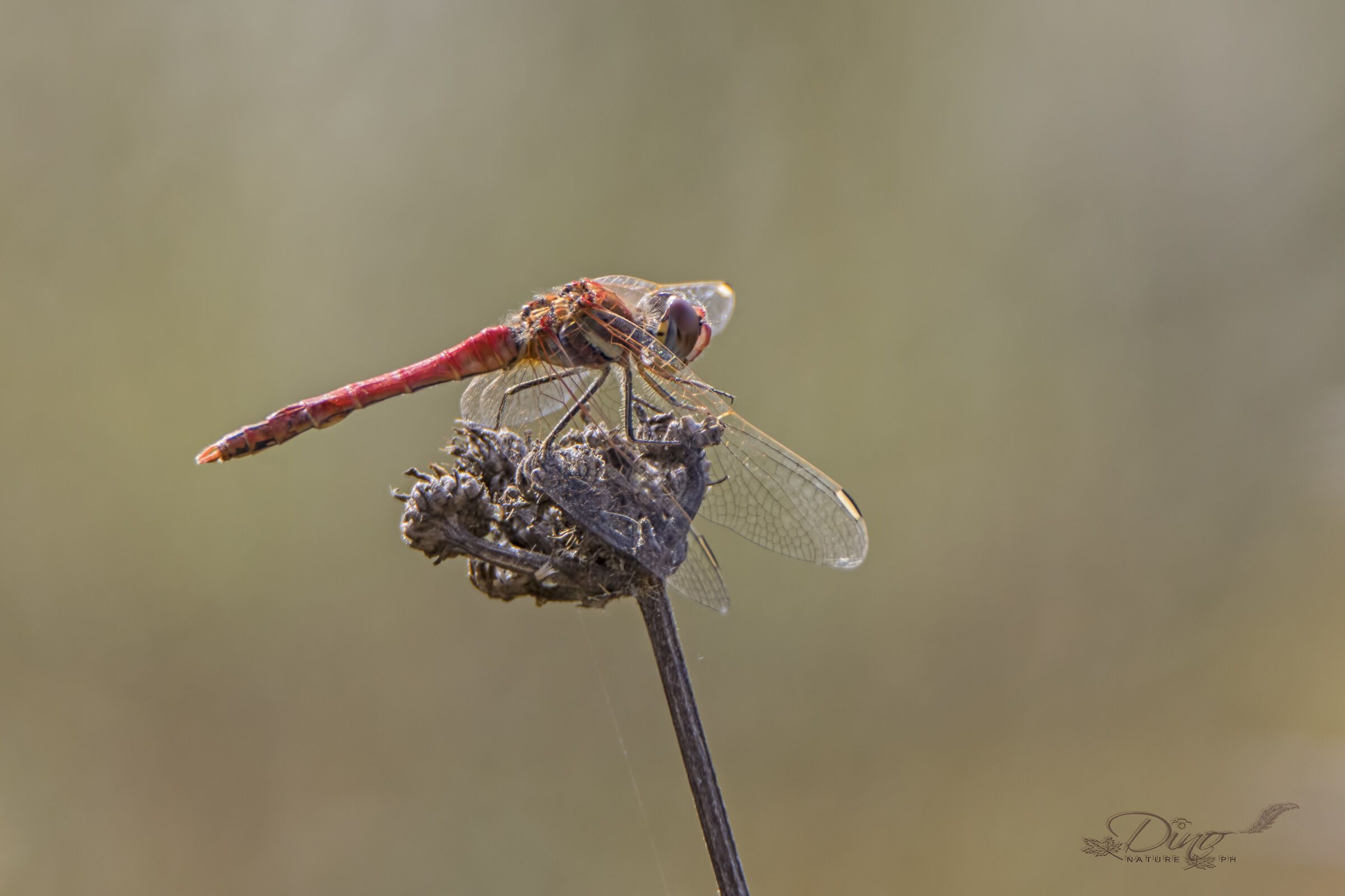 Sympetrum Fonscolombii