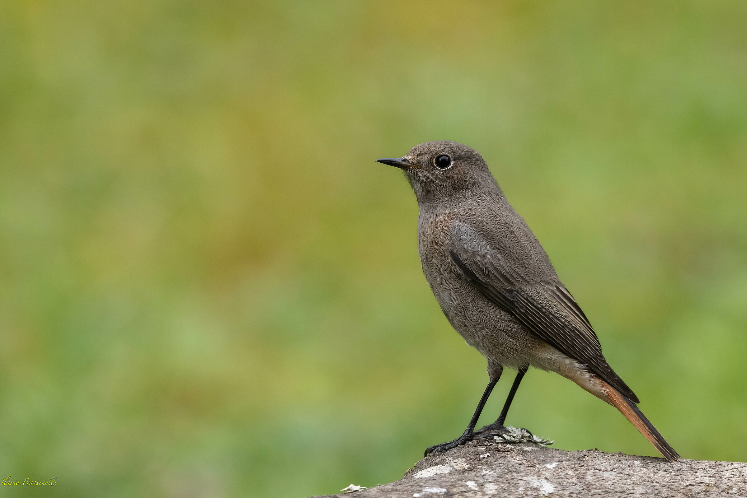 Black redstart