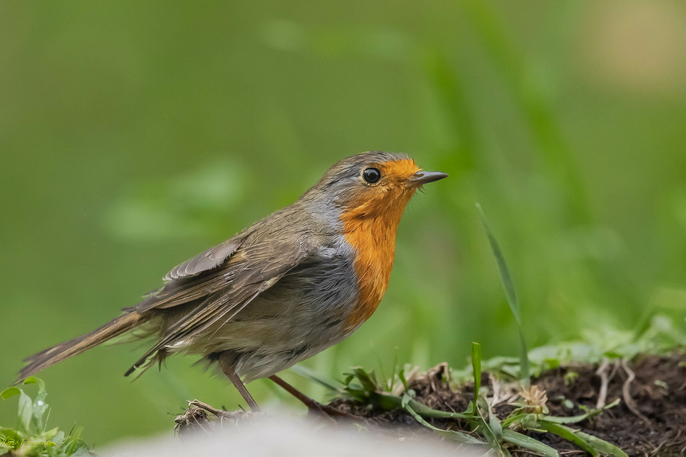 Pettirosso dopo il bagno