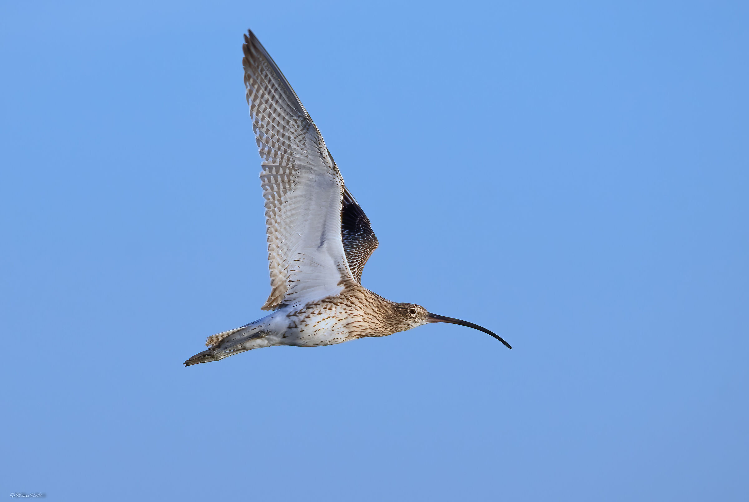 Curlew (Numenius arquata)
