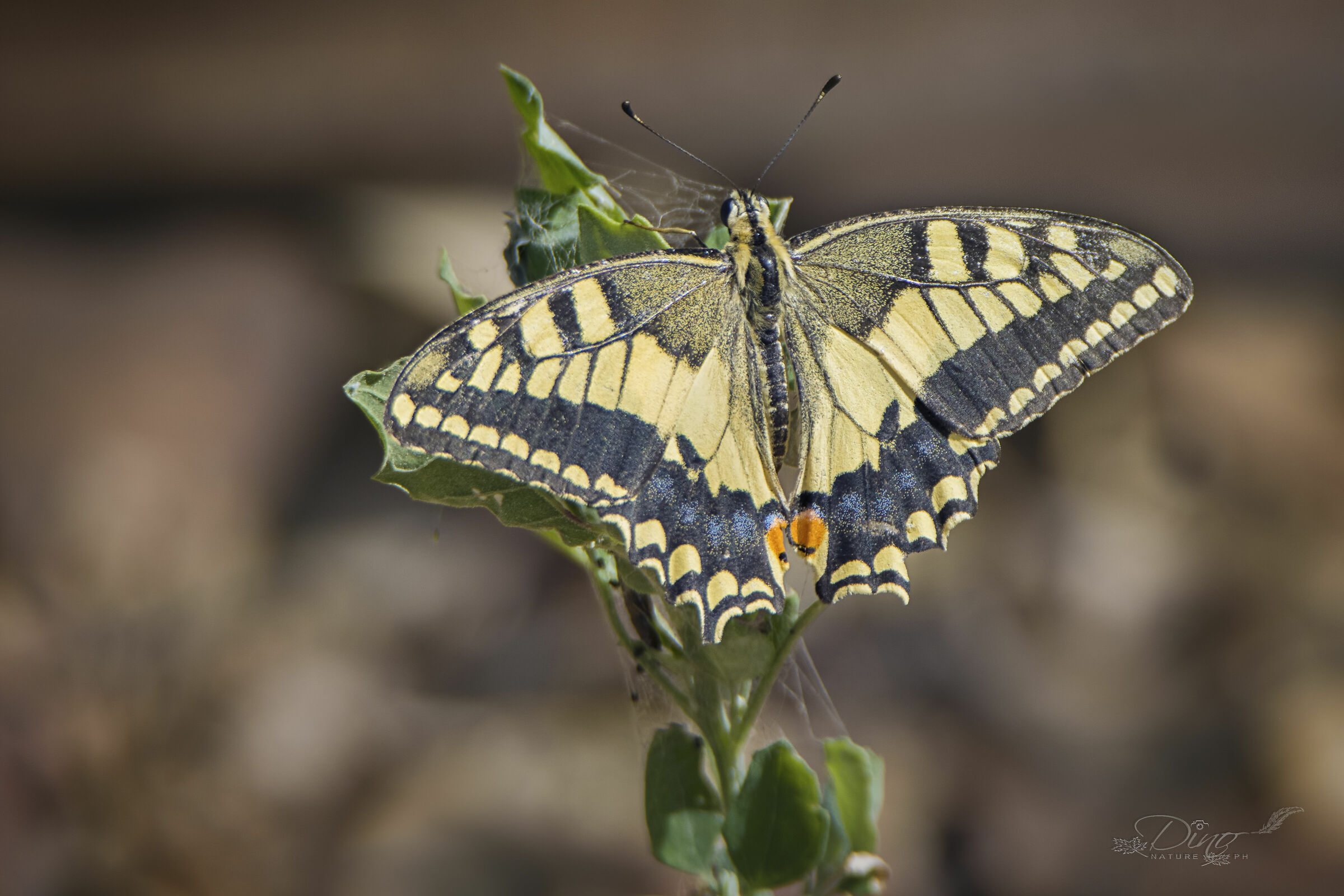 Swallowtail