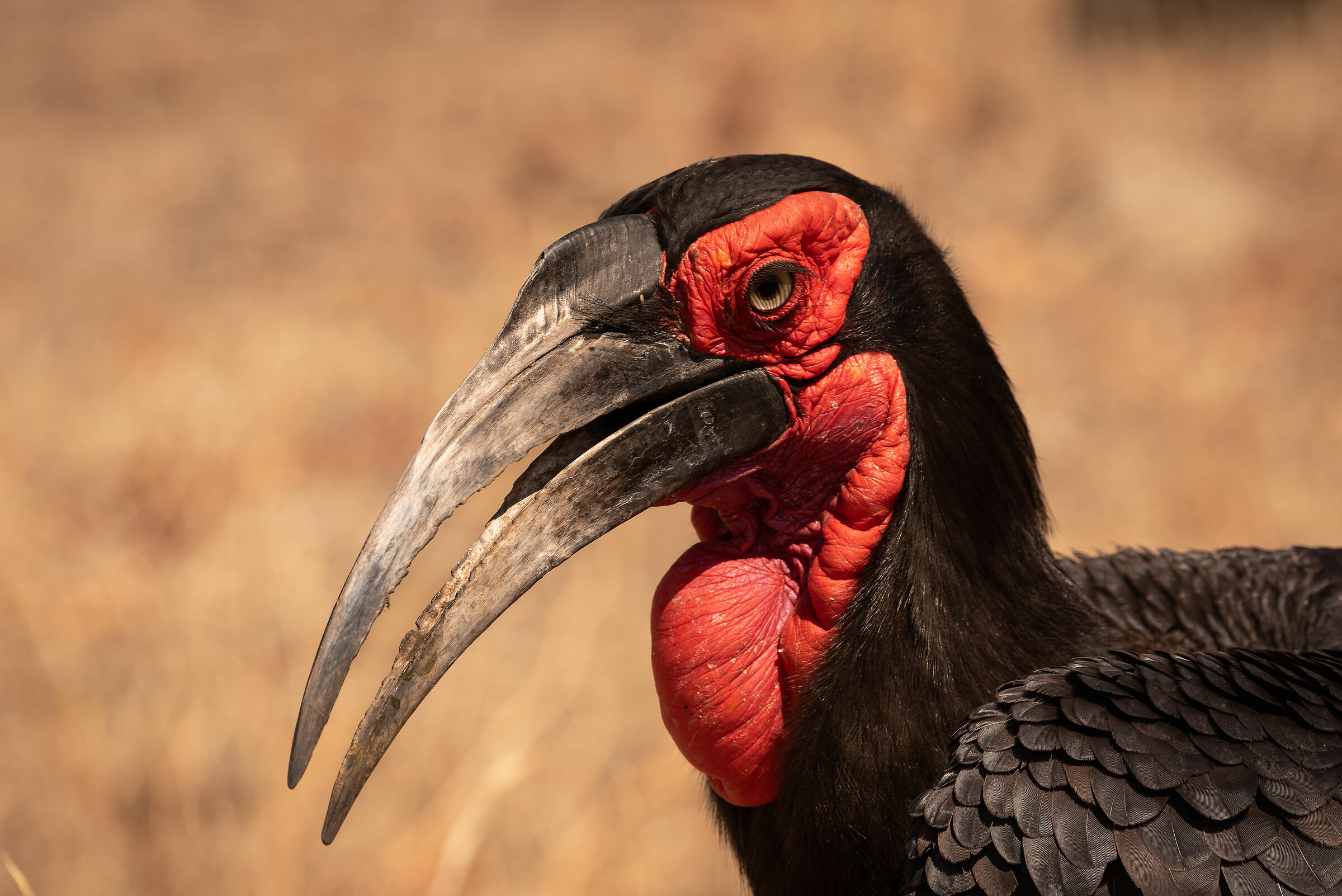 Hornbill
