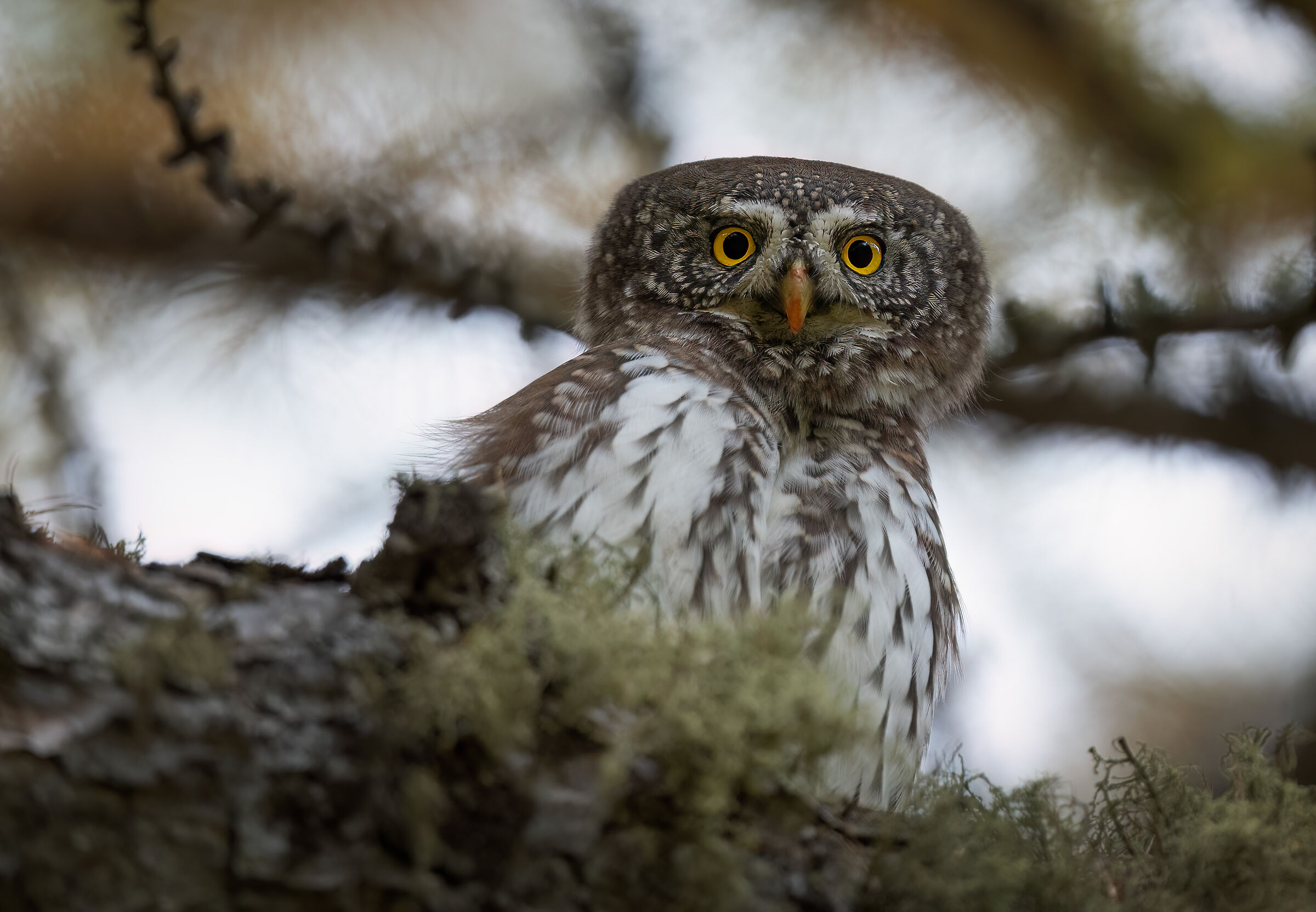 The Little Devil of the Forest
