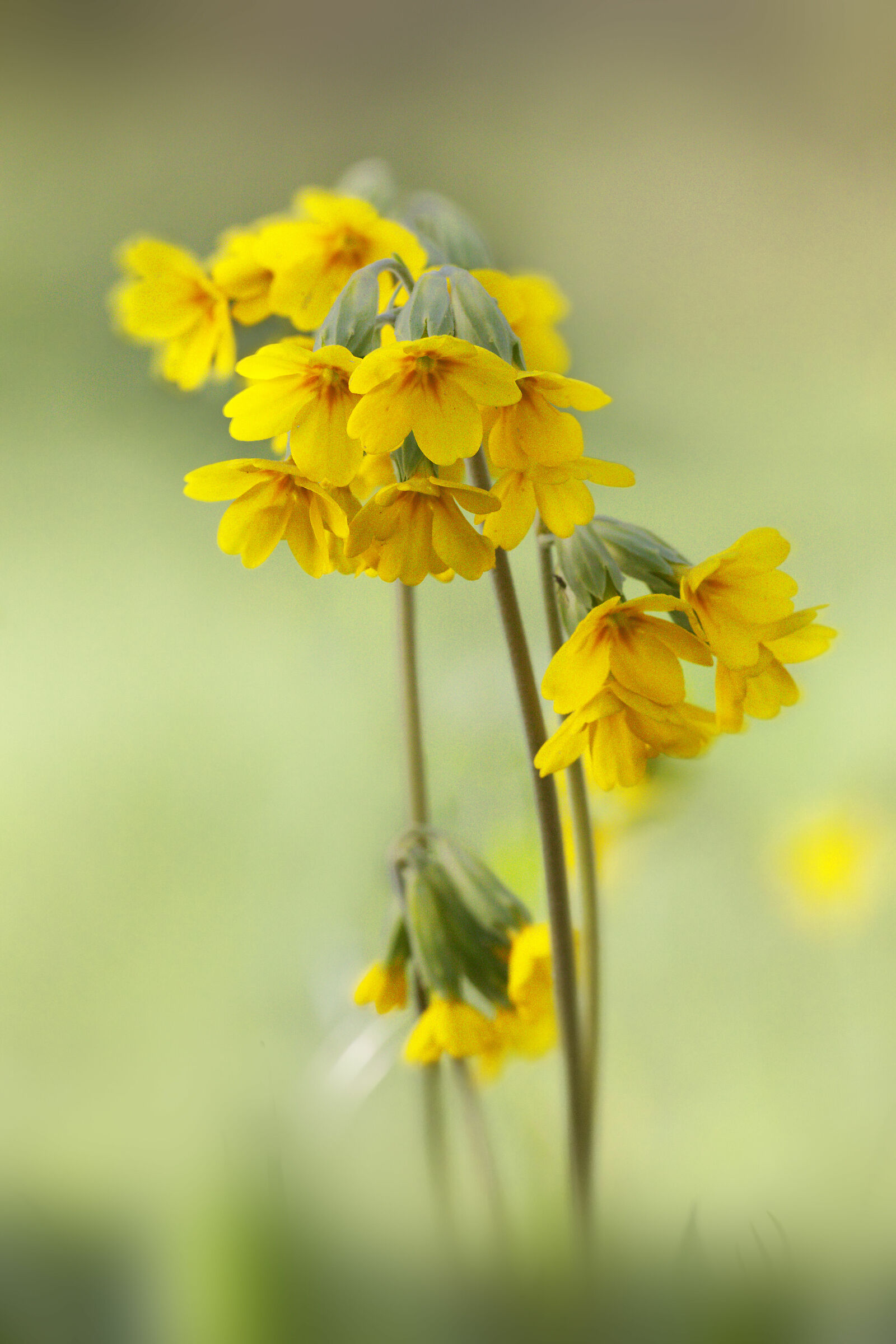 Primula elatior