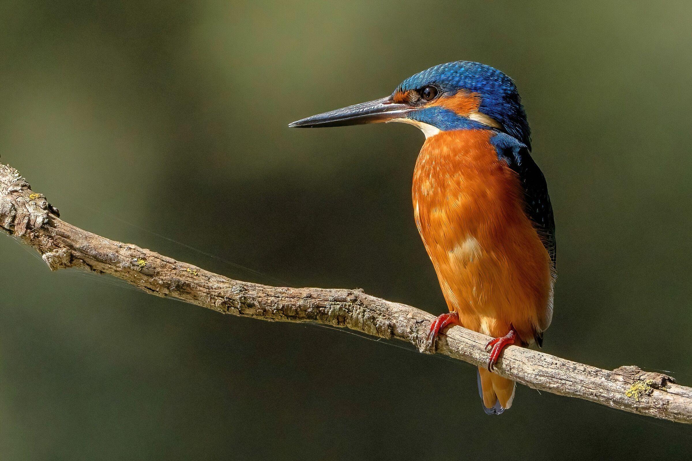Kingfisher