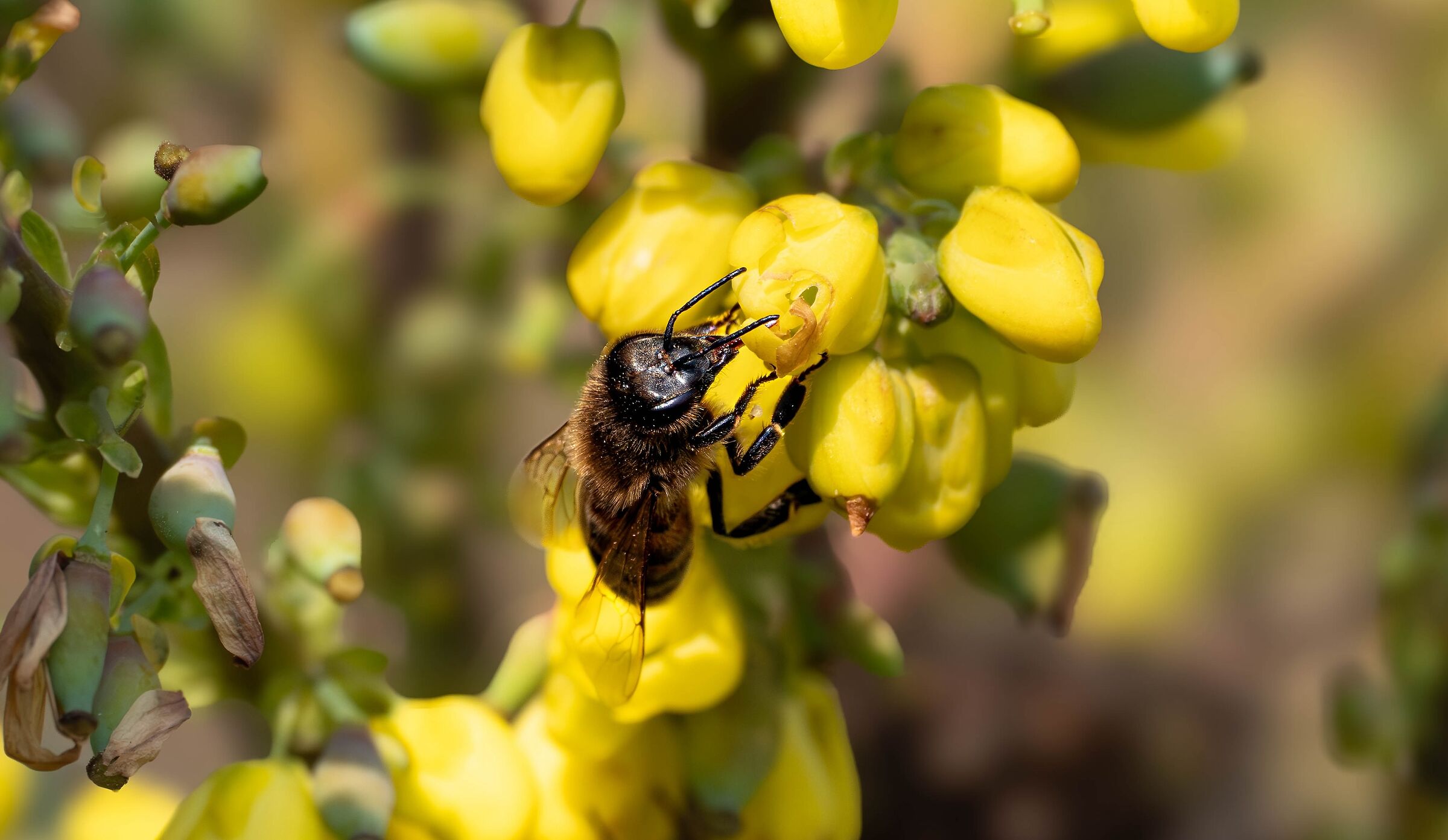 Macro a 1200 mm equivalente FF