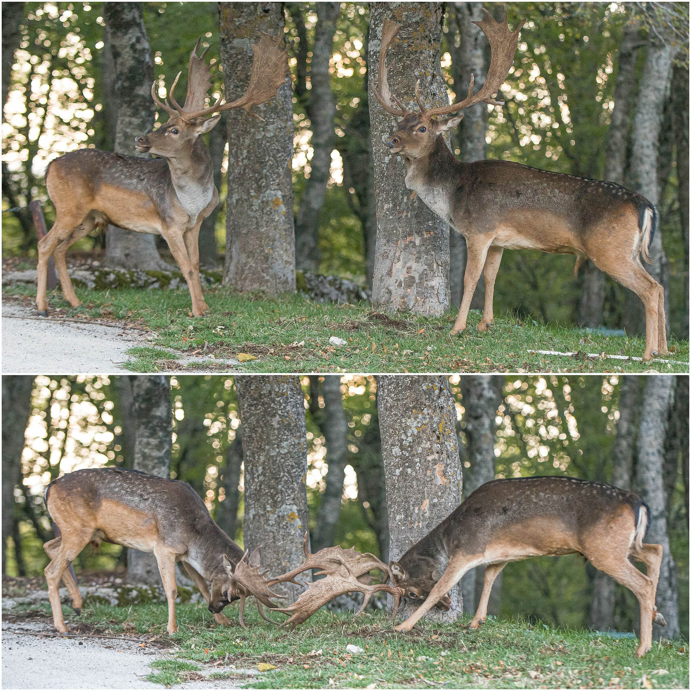 Fight between fallow deer and longline fallow deer