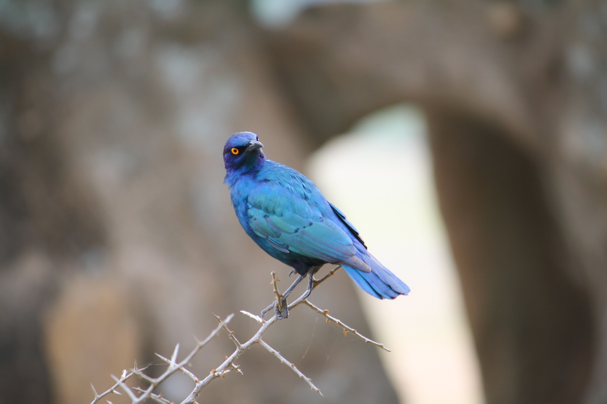 cape glossy starling