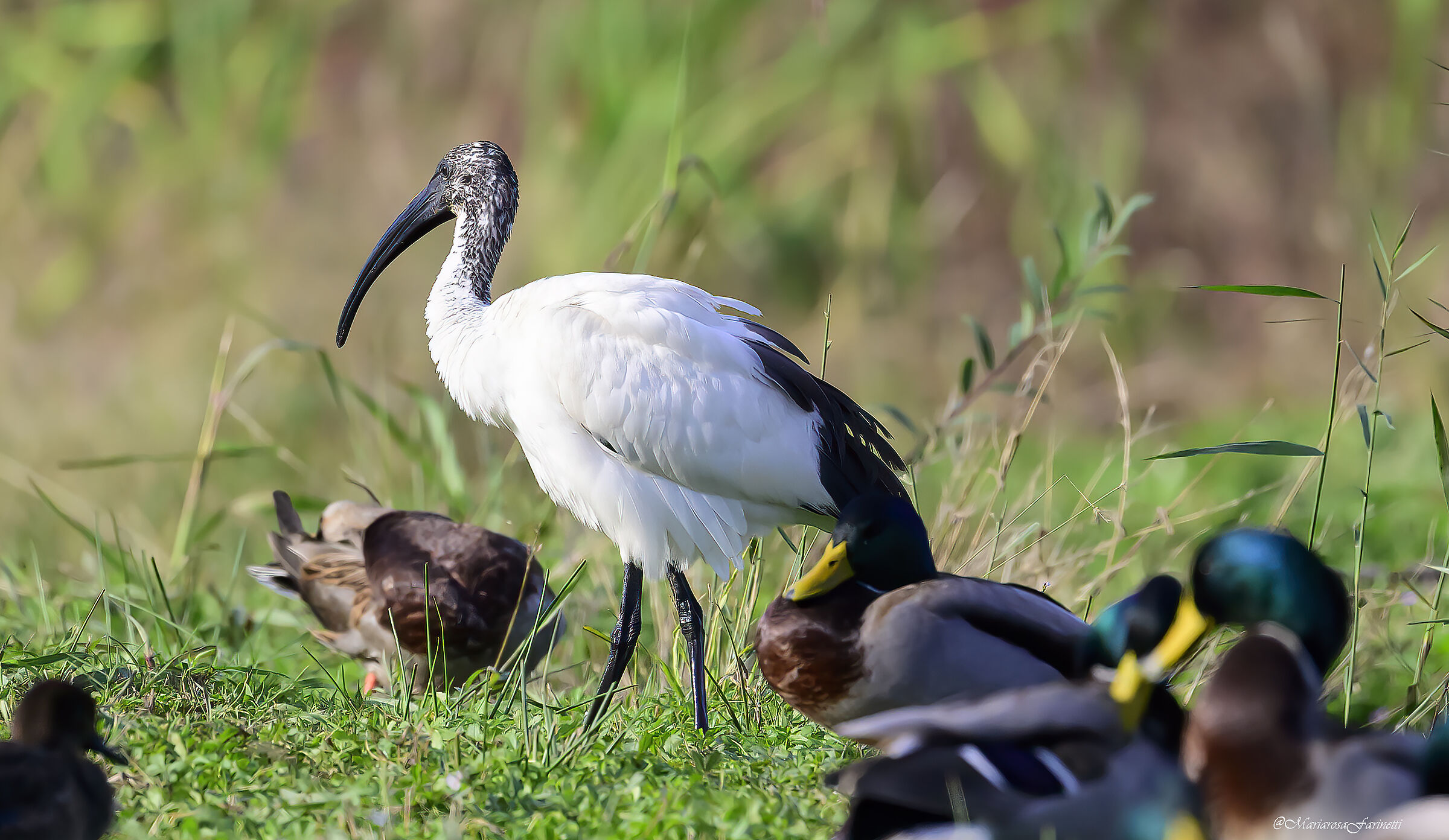 Ibis Sacro tra la folla