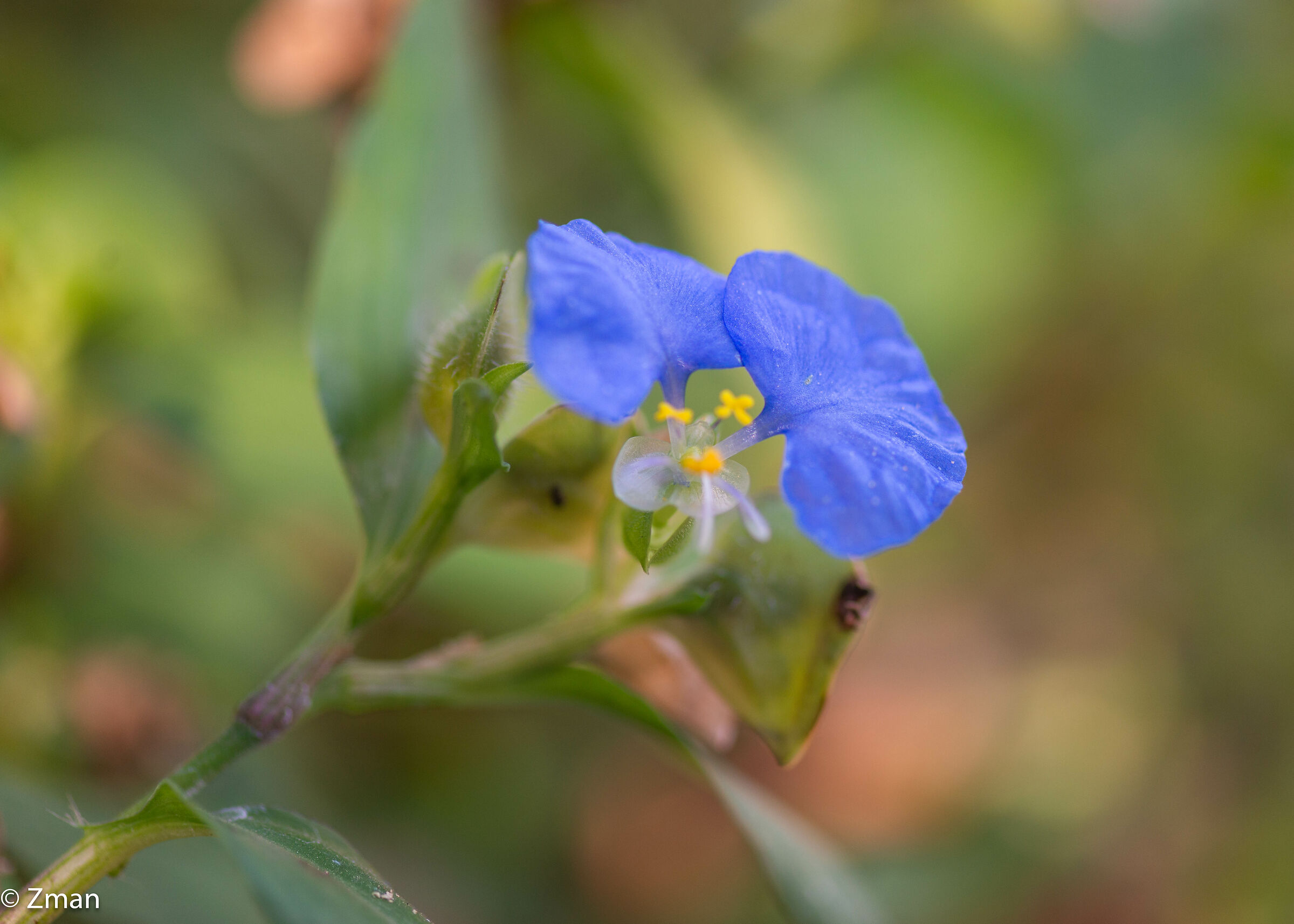 White Mouth Dayflower
