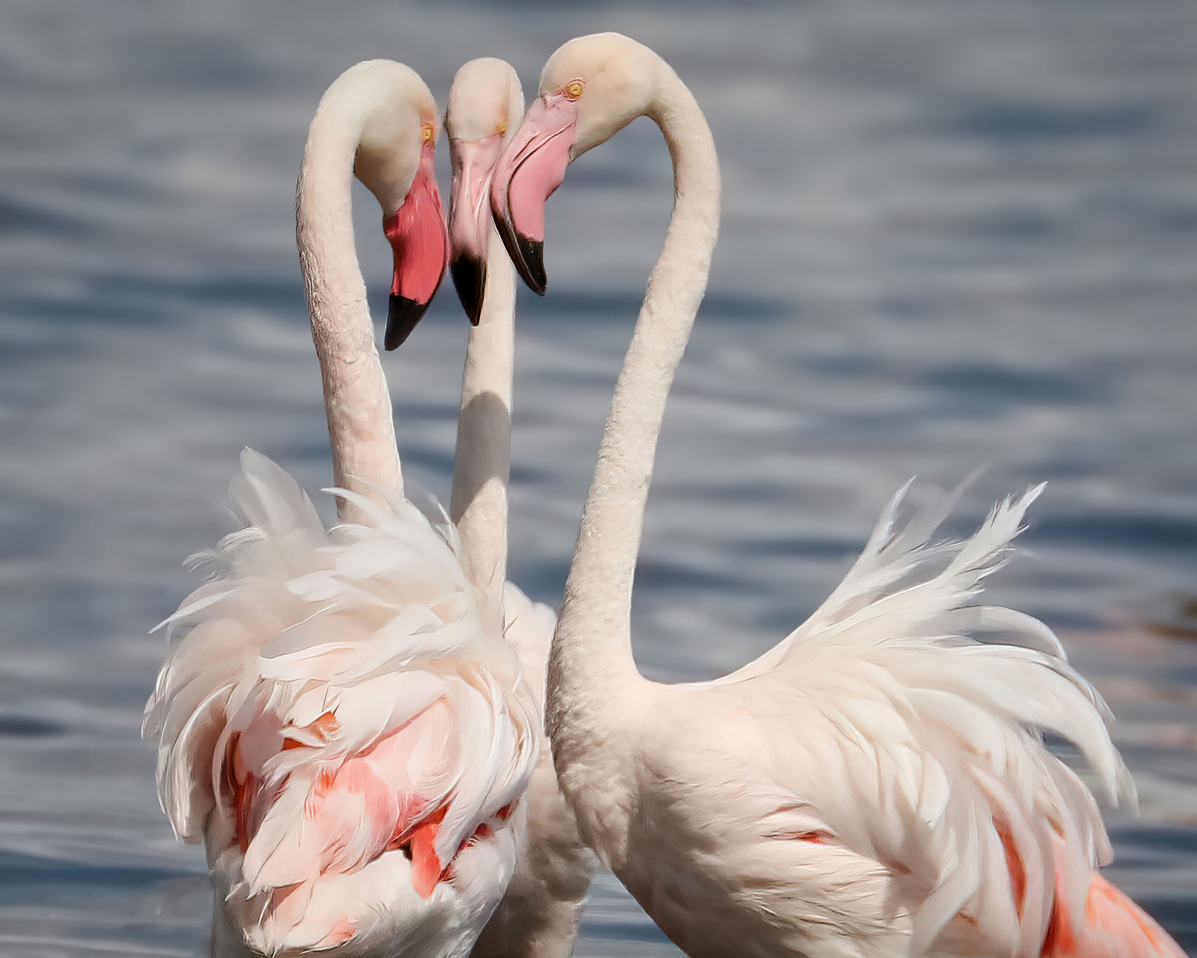 The conspiracy ... Pink flamingos