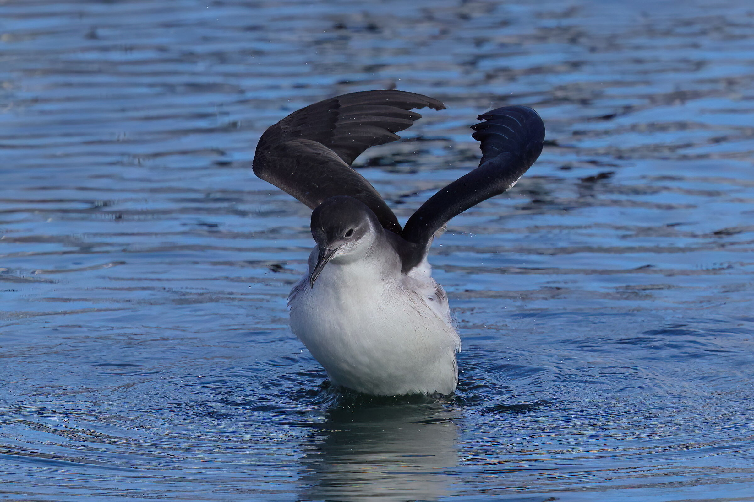 The heart of the shearwater