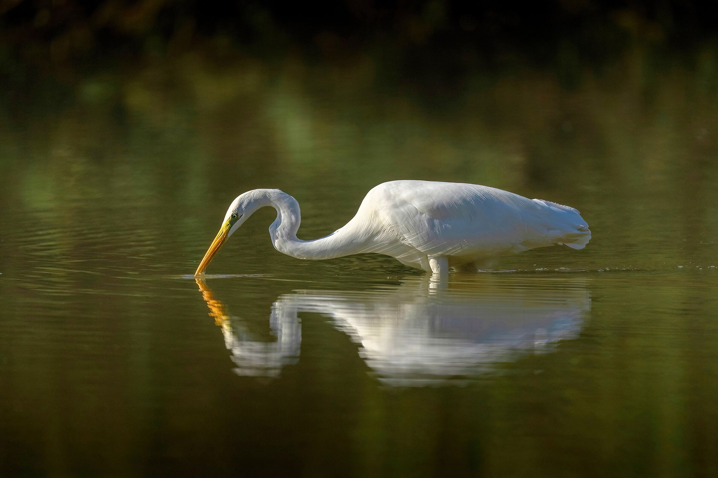 Great White Heron (Casmerodius albus)