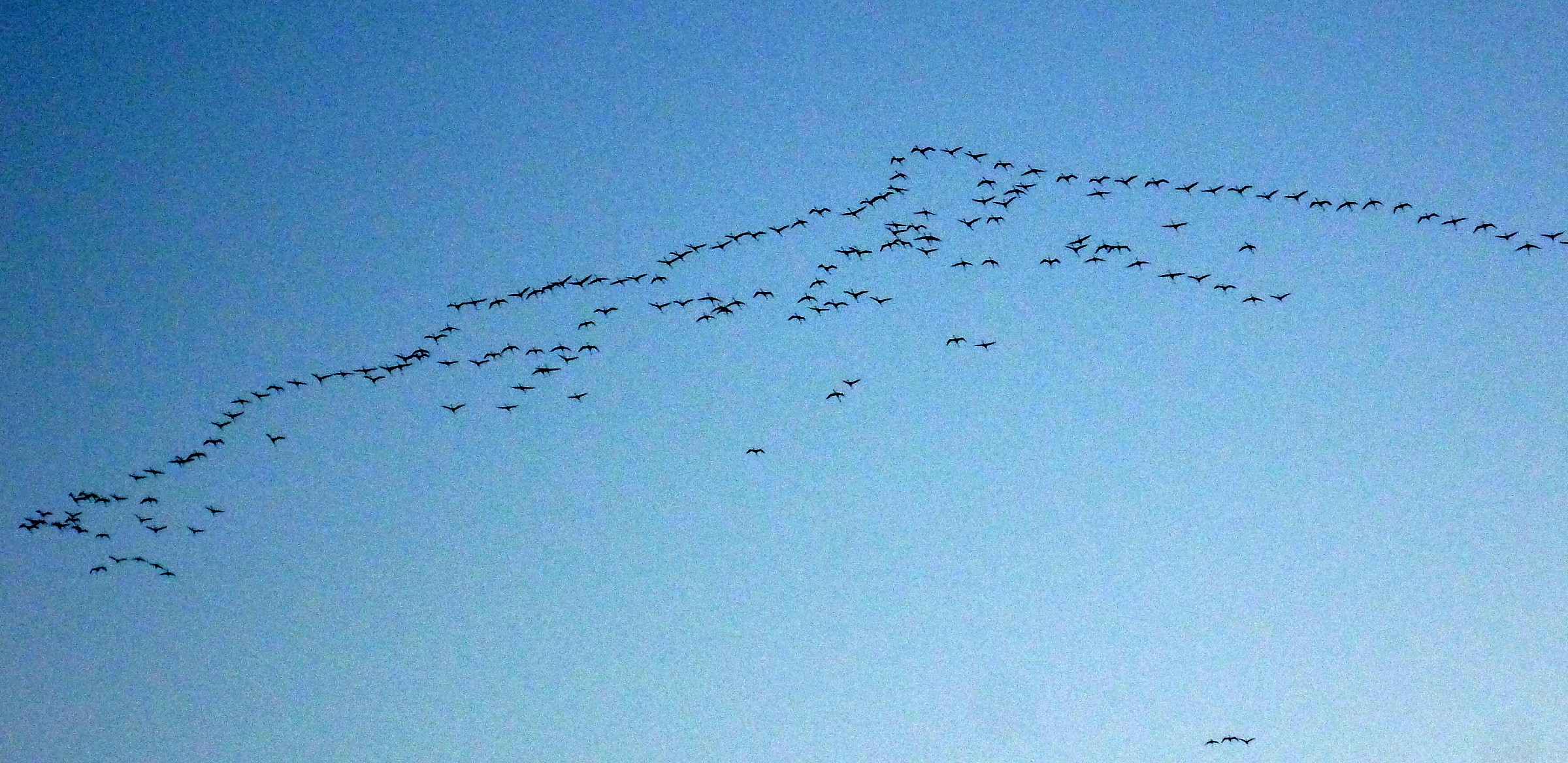 Flamingos in the formation of Cagliari