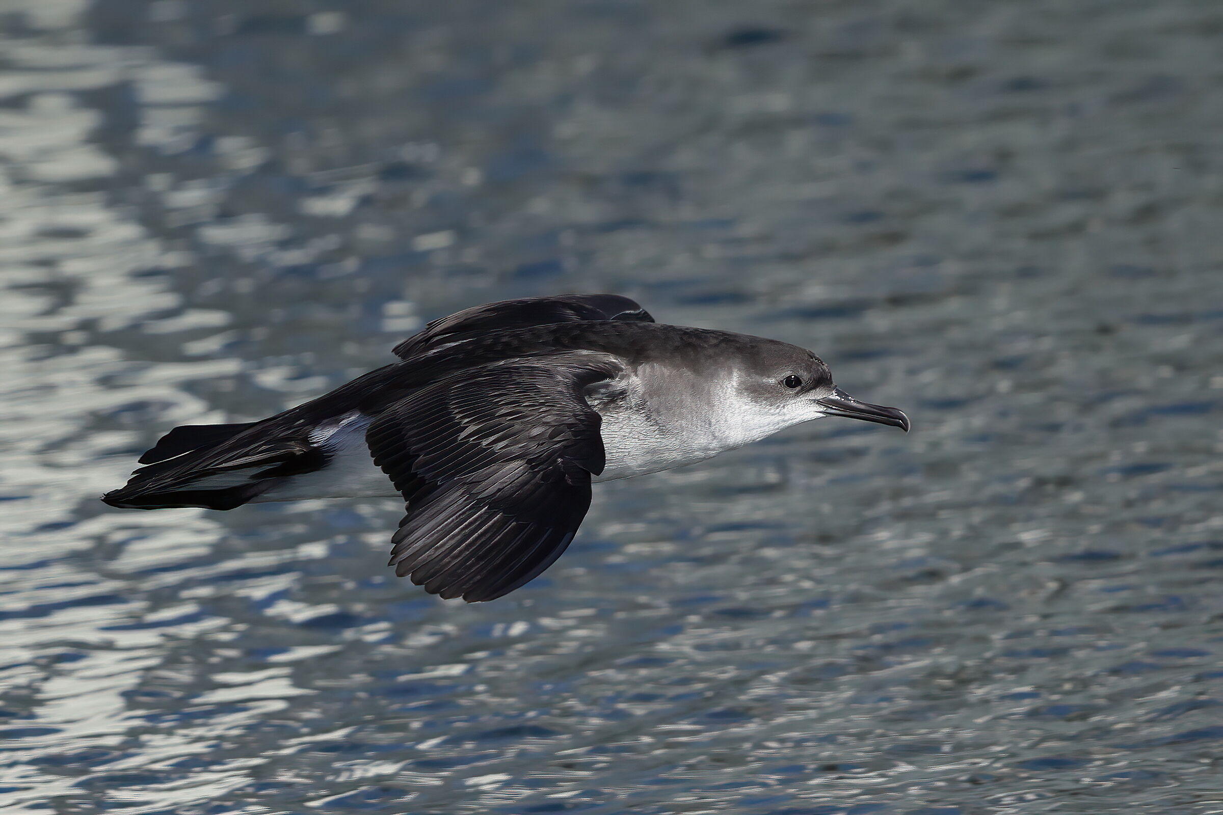 Atlantic Shearwater