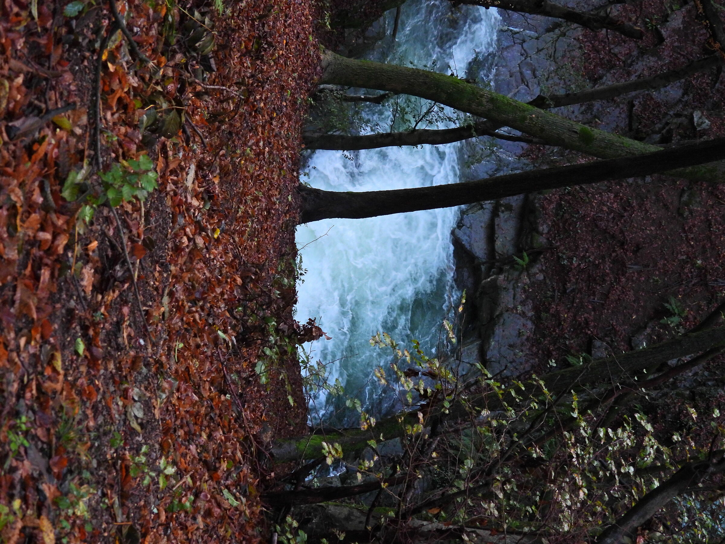 Torrente in faggeta