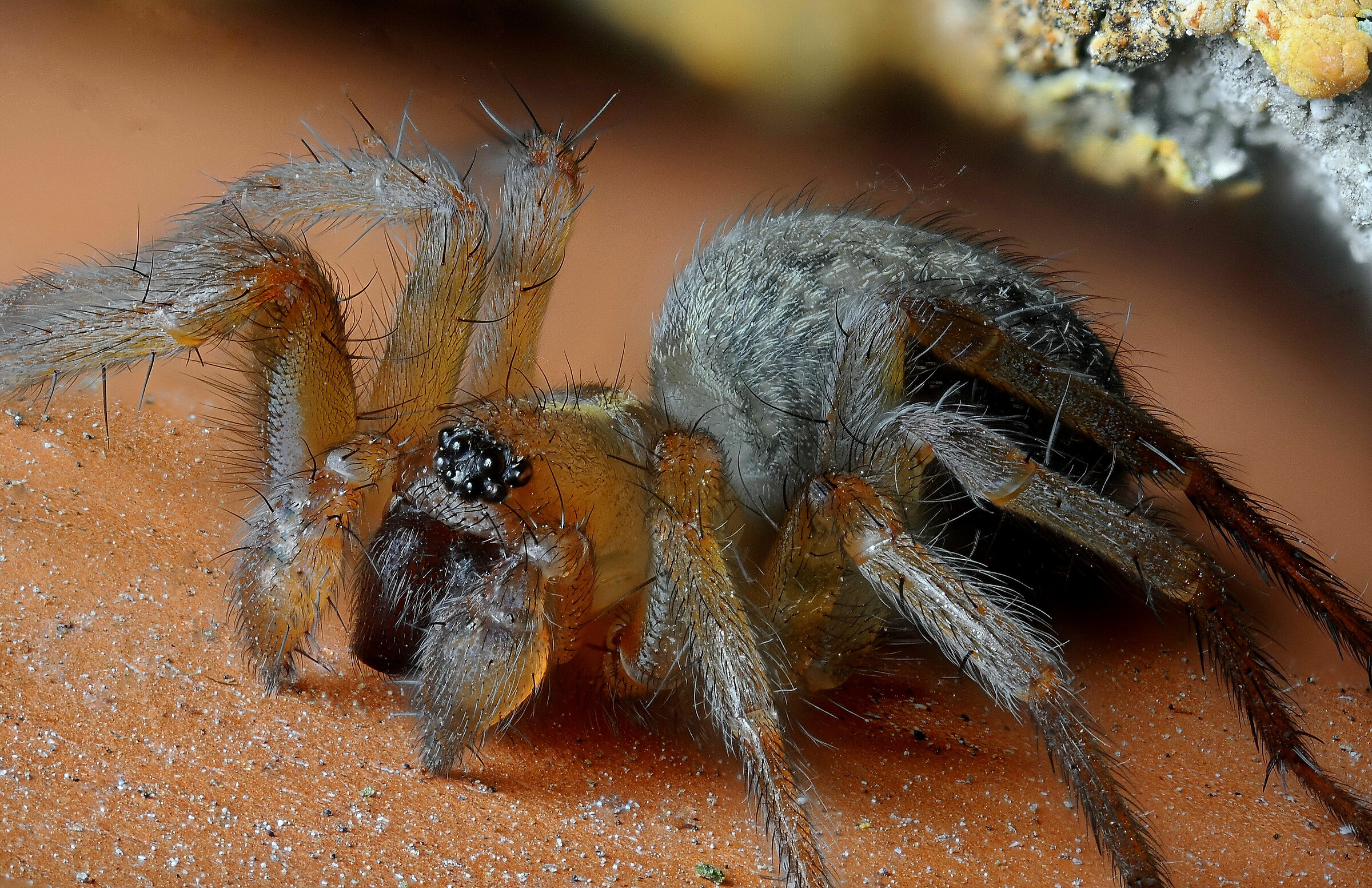 Tegenaria, un bel tipo!