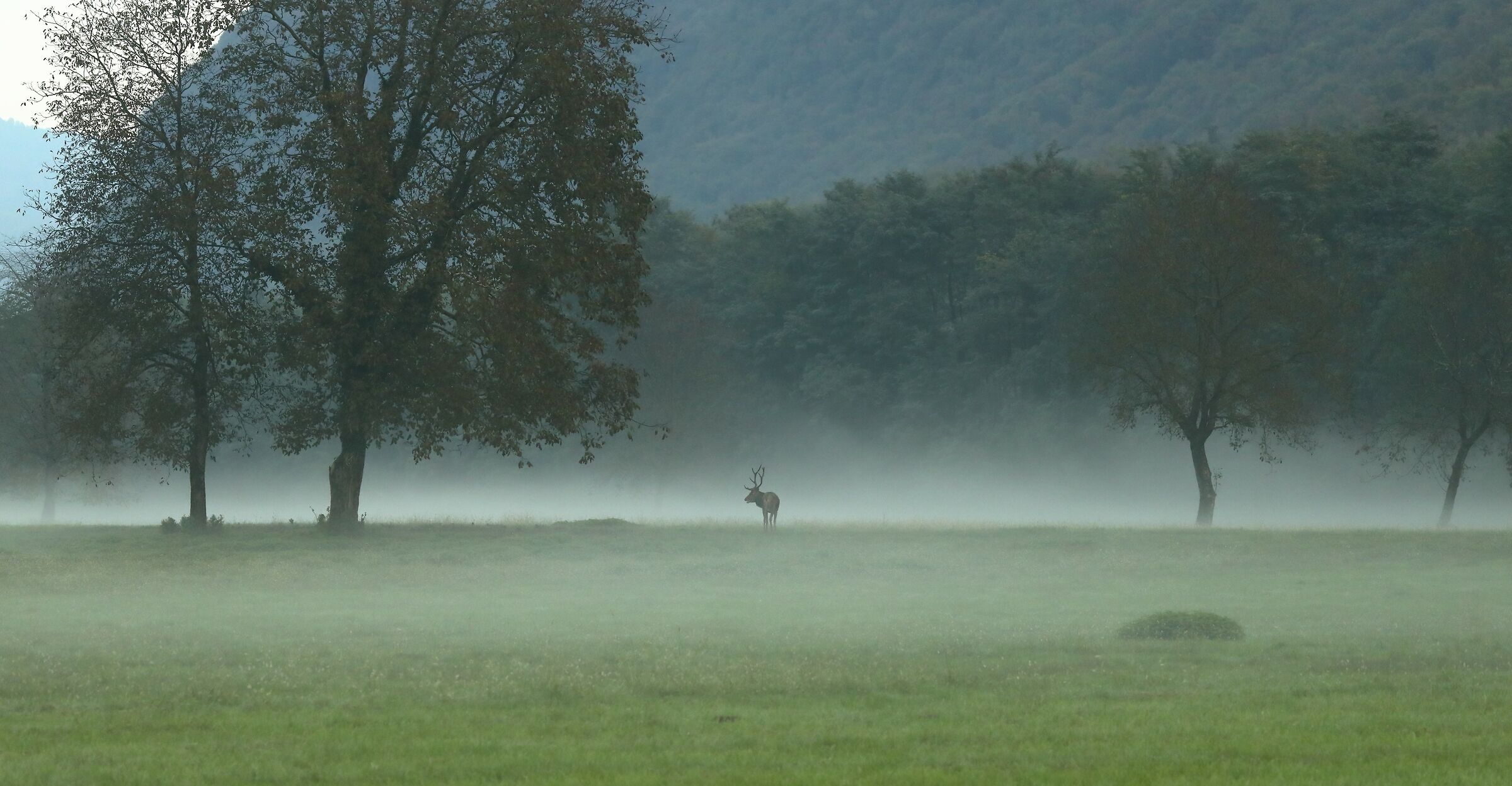 But where did they all go?