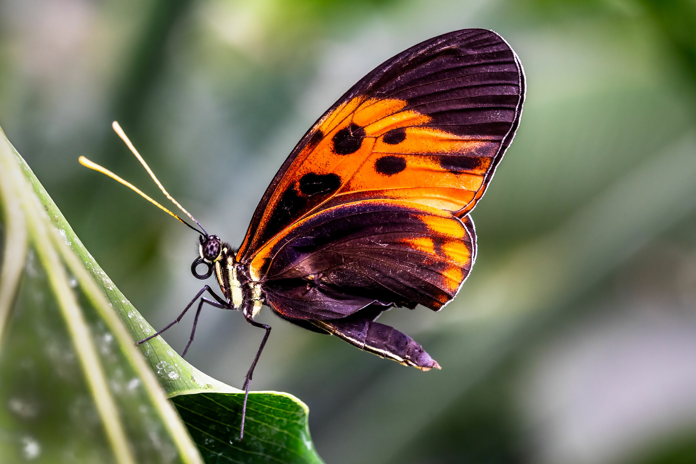 Heliconius numata