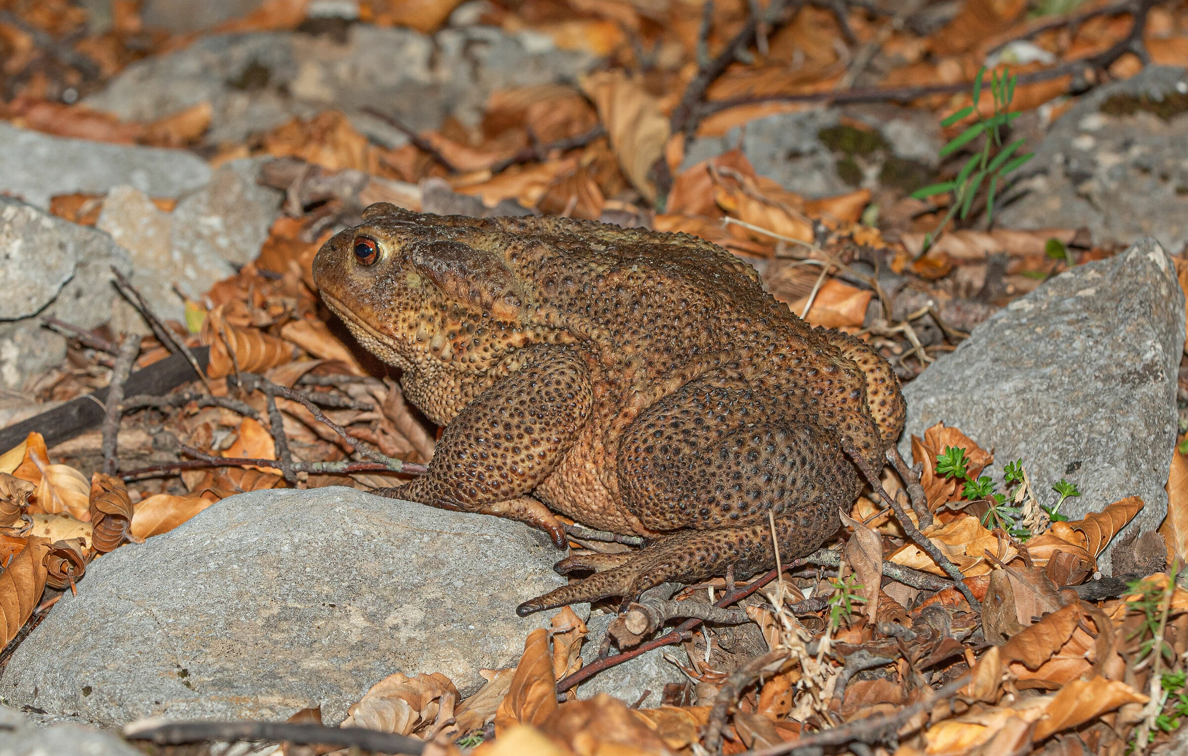 Bufo bufo