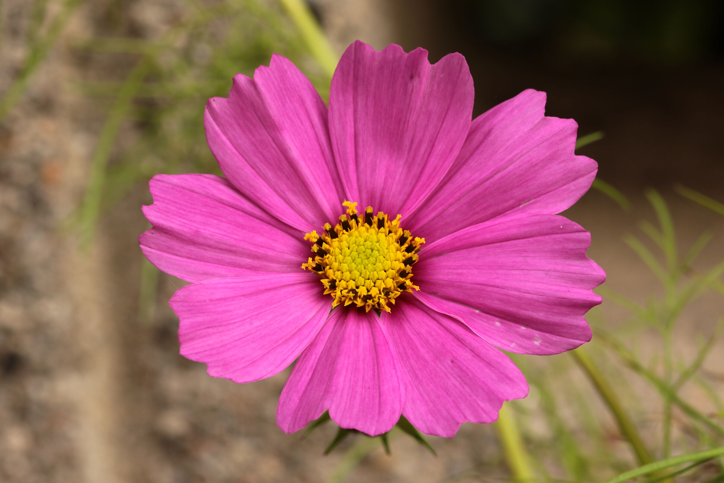Cosmea nel mio giardino Cesano M. 26/10/2023