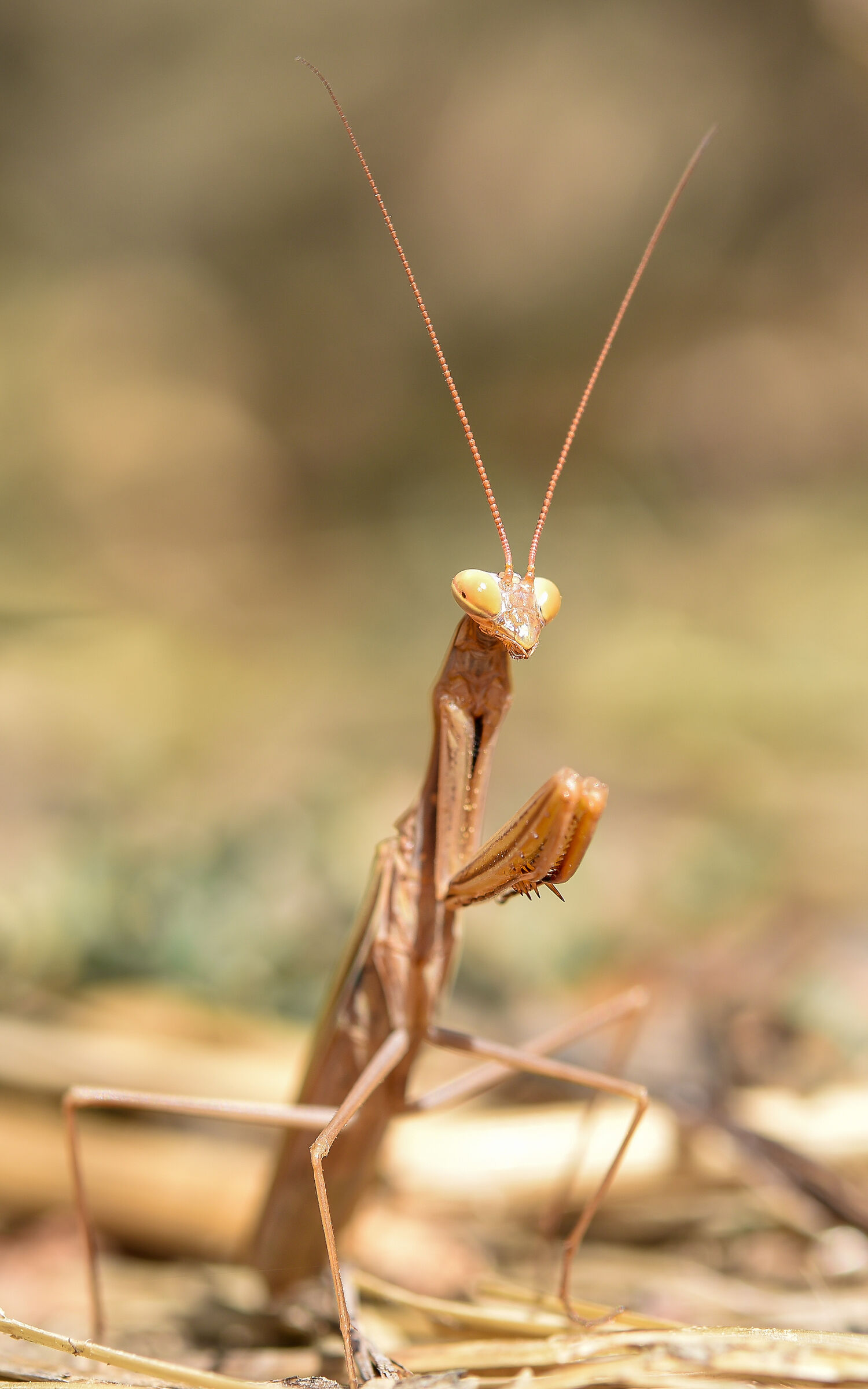 Mantide religiosa in fase di muta