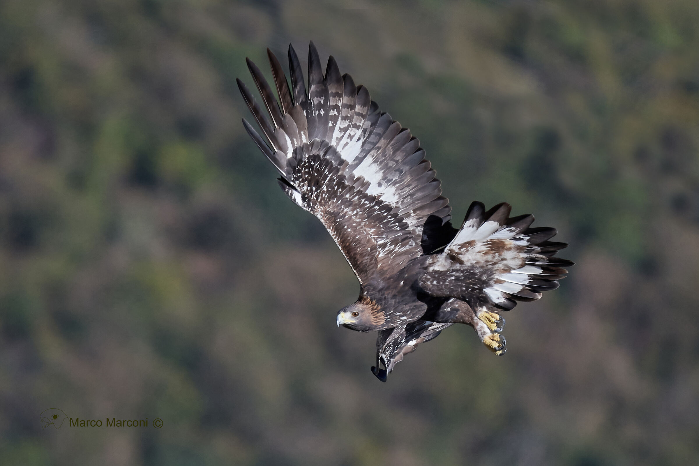 Aquila reale