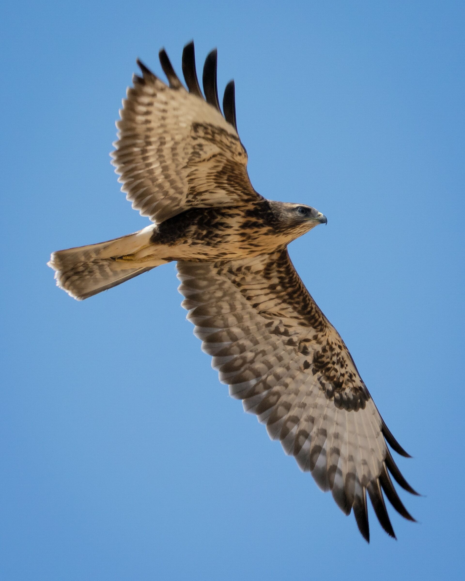 Buteo buteo