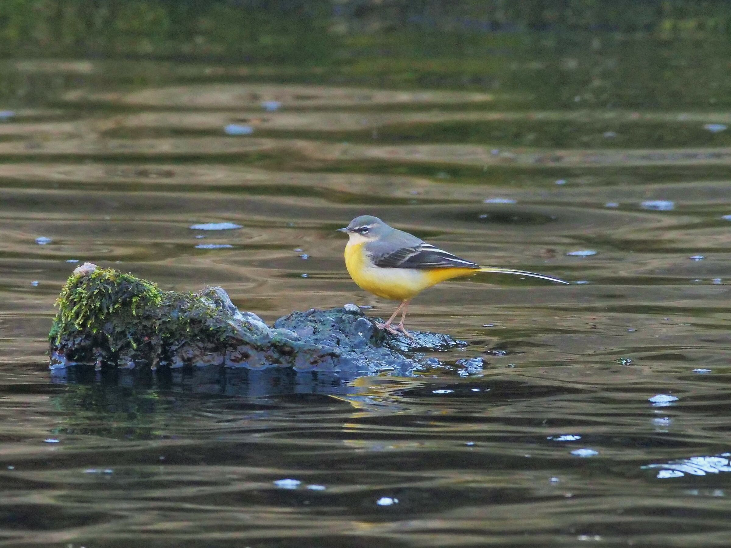 Ballerina gialla (Motacilla cinerea)