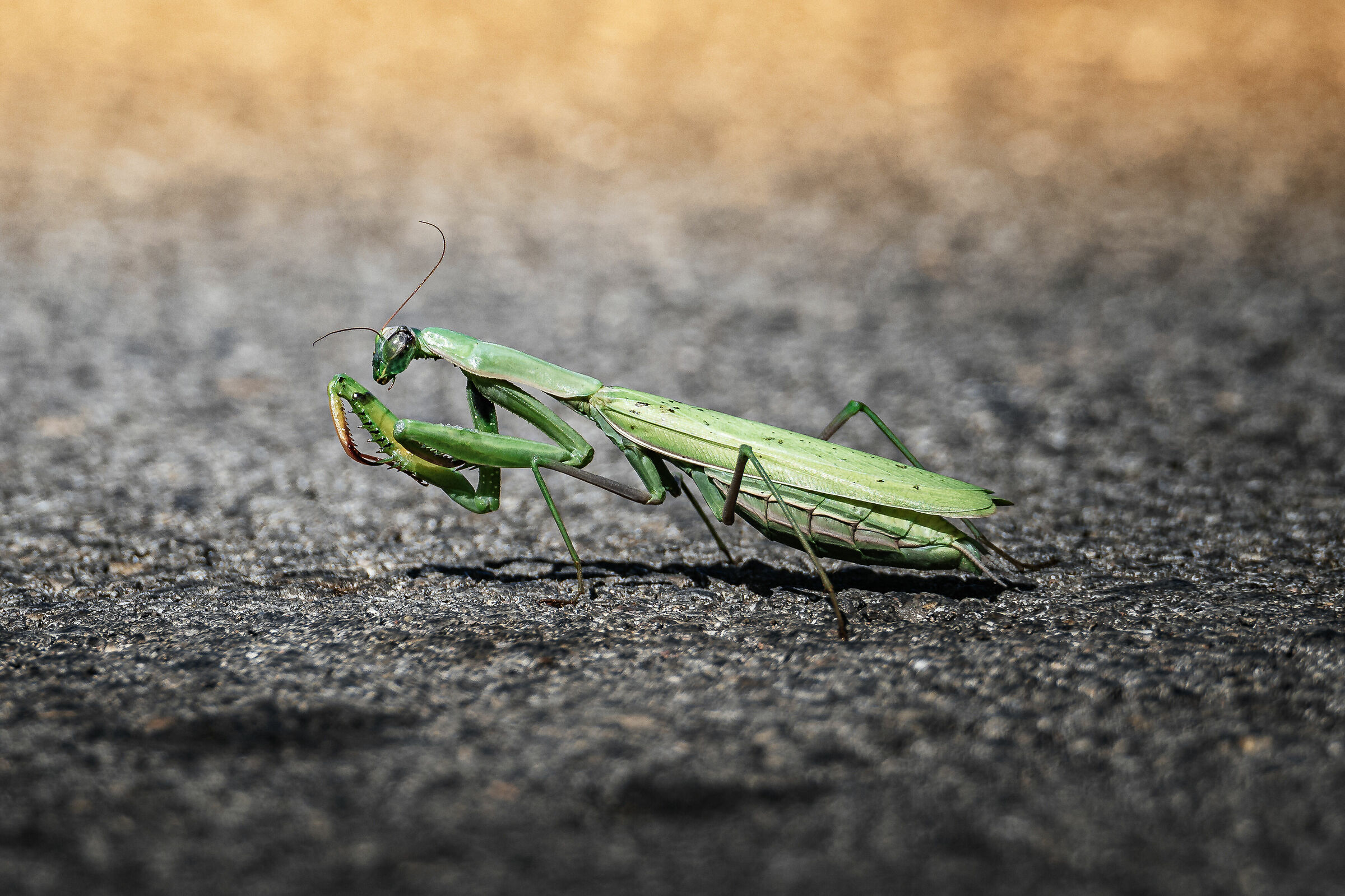 Getting Started with the Z8