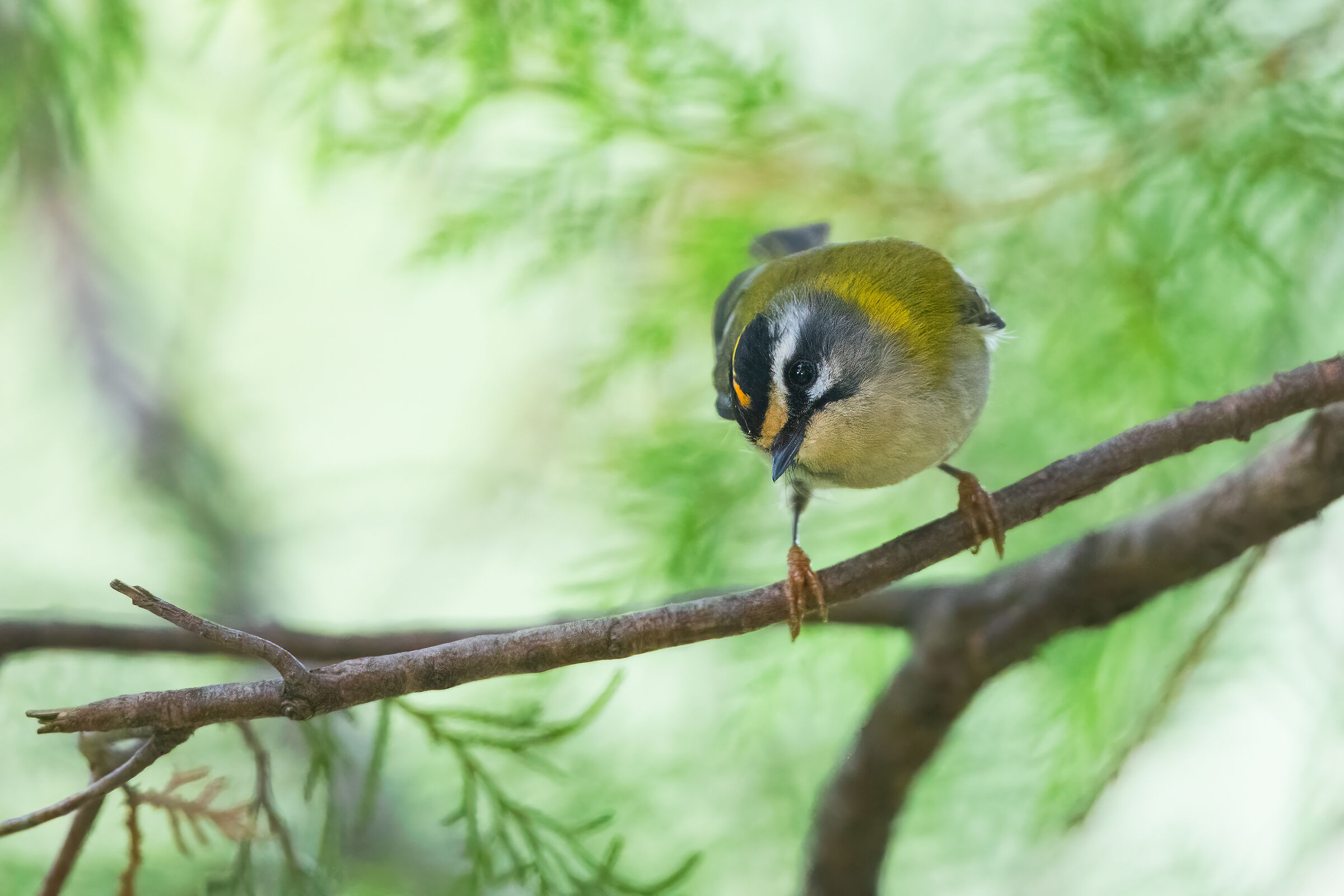 Firecrest