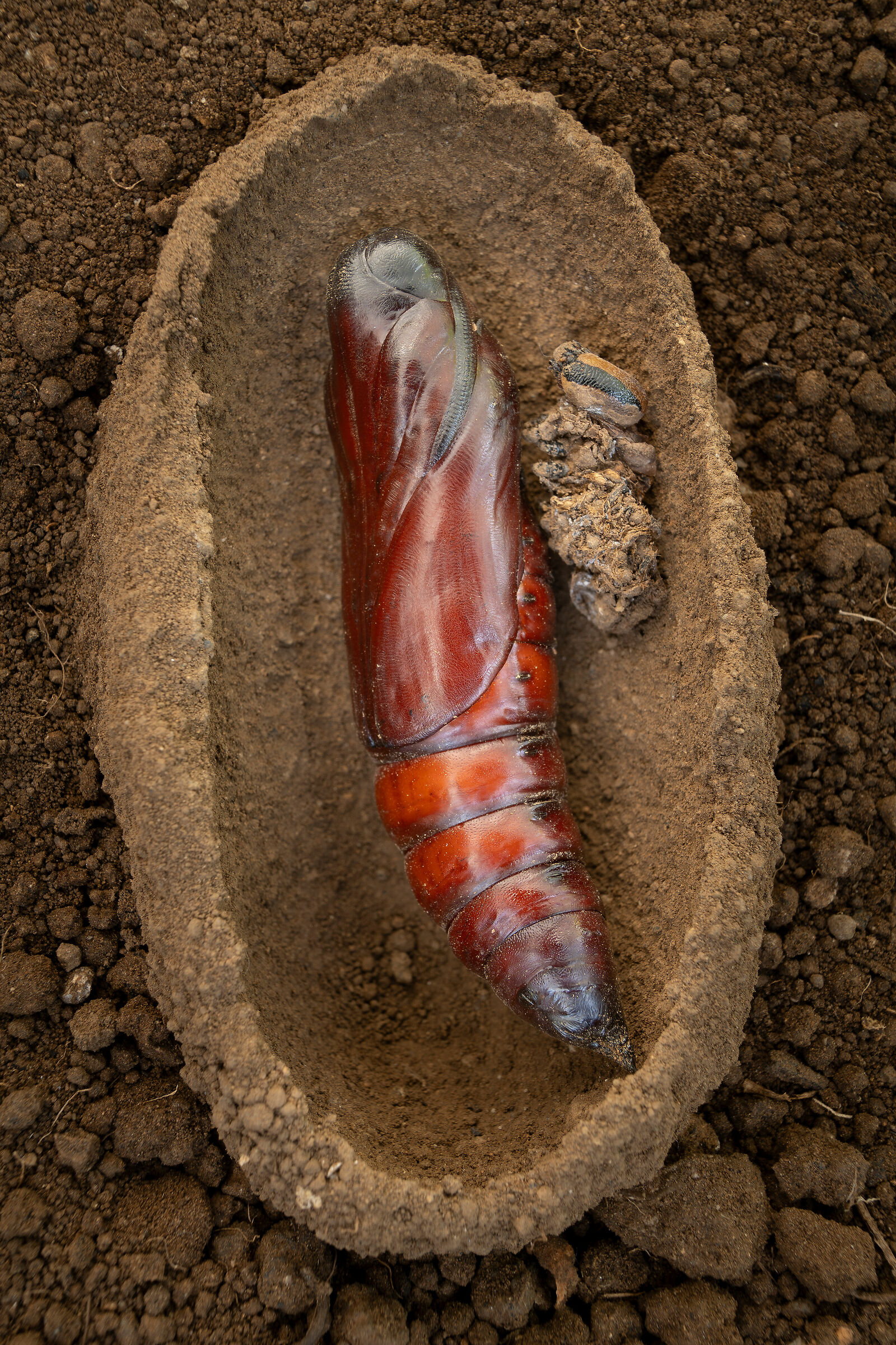 Aspettando la primavera