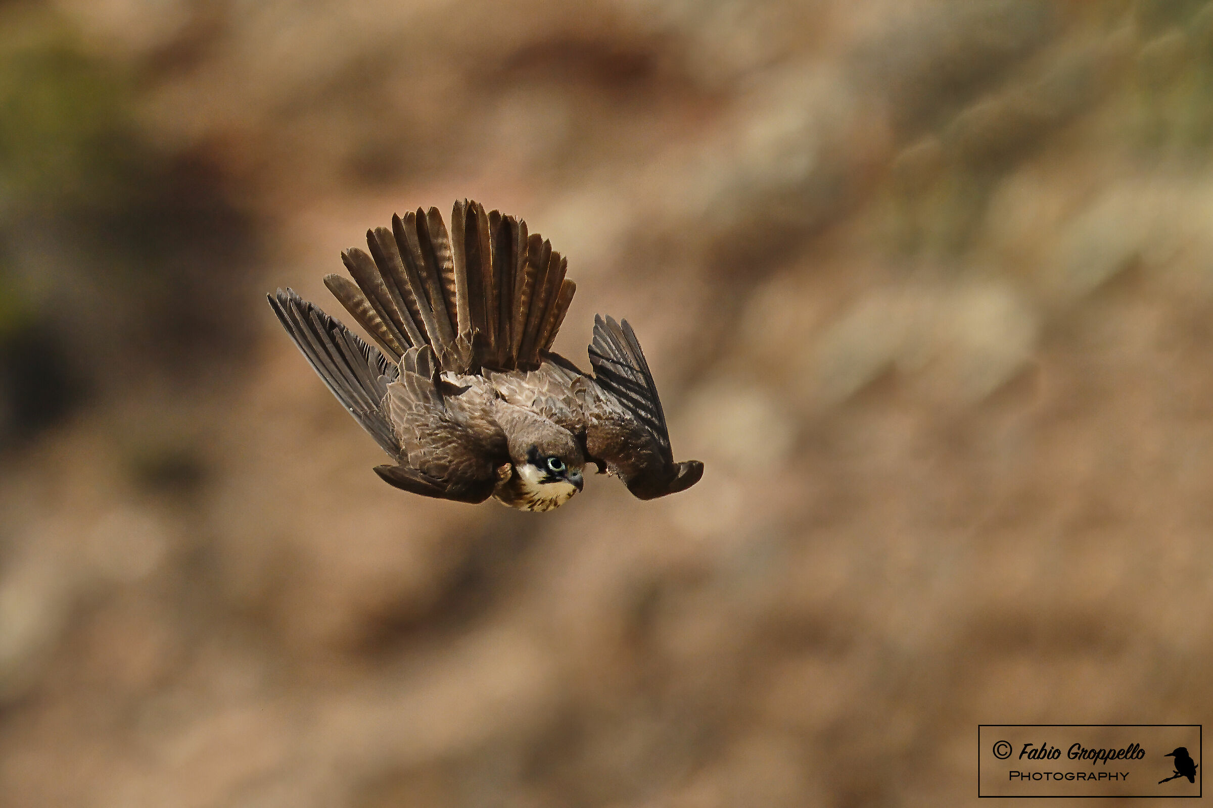 Falco Della Regina (Planata)