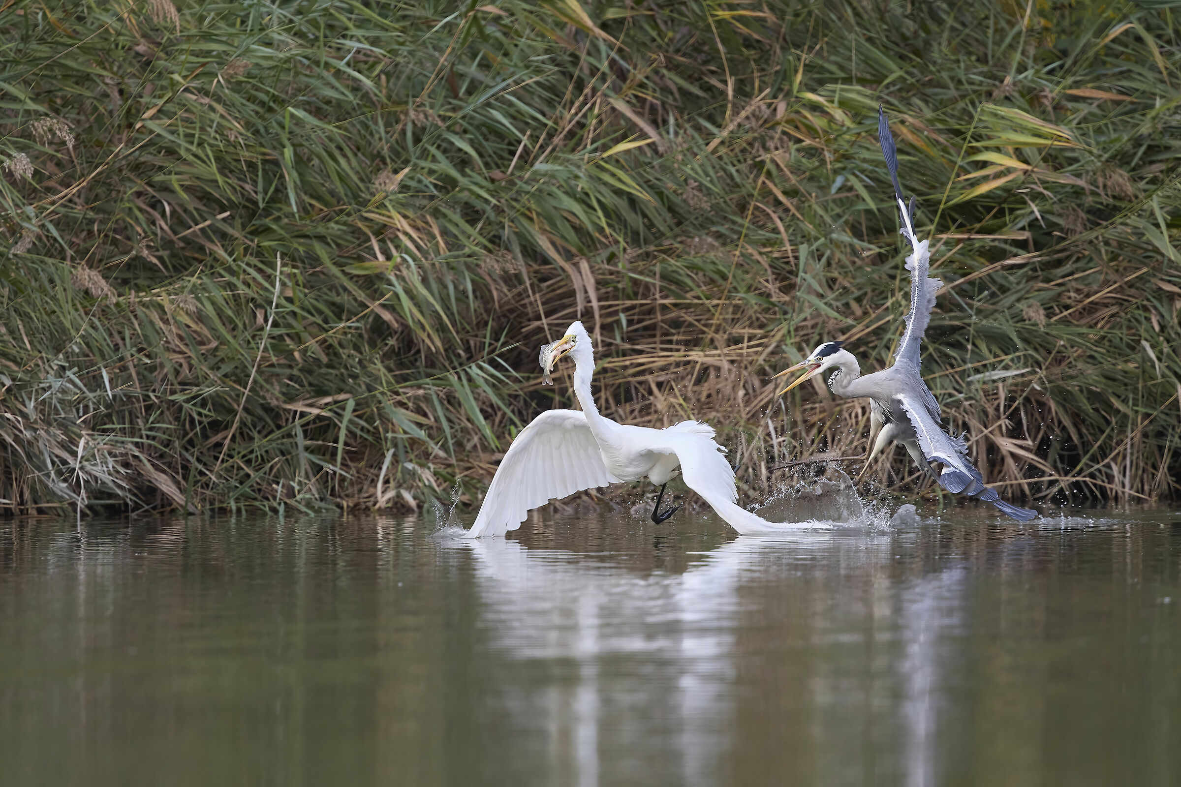 Ardeids competing for food
