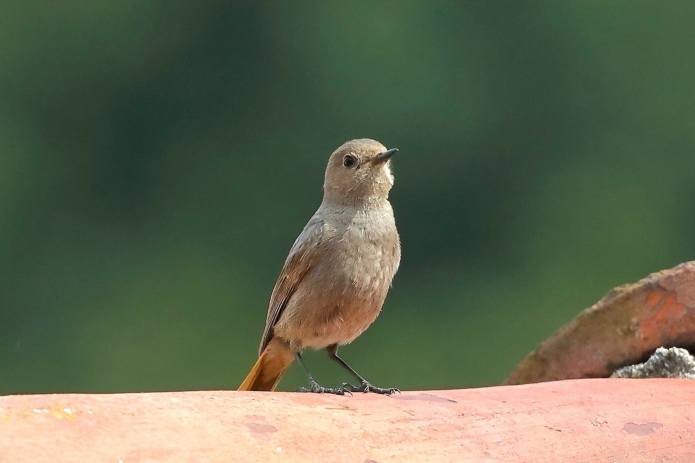 Redstart 30-05-2023