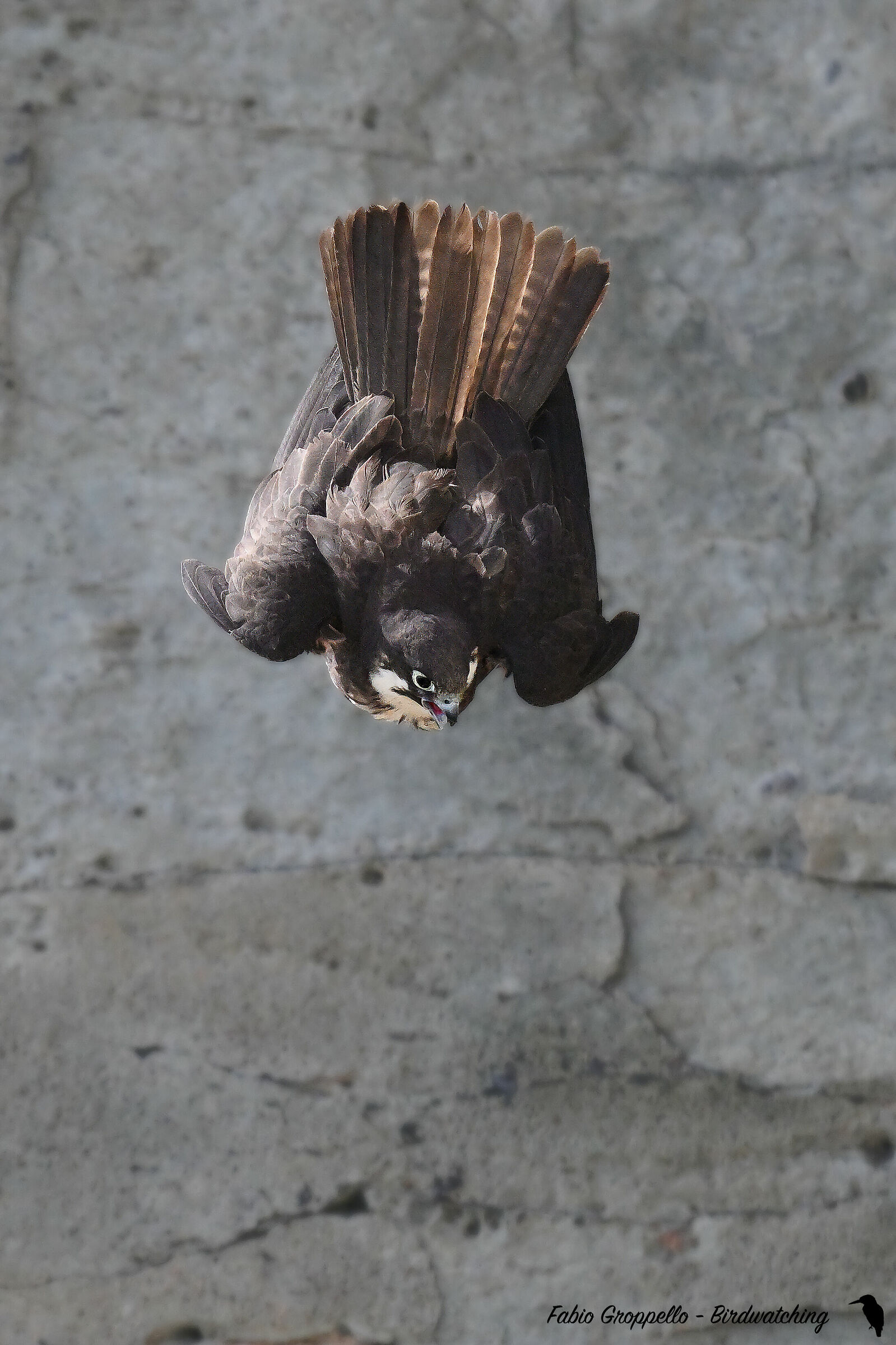 Queen's Hawk (Scream)