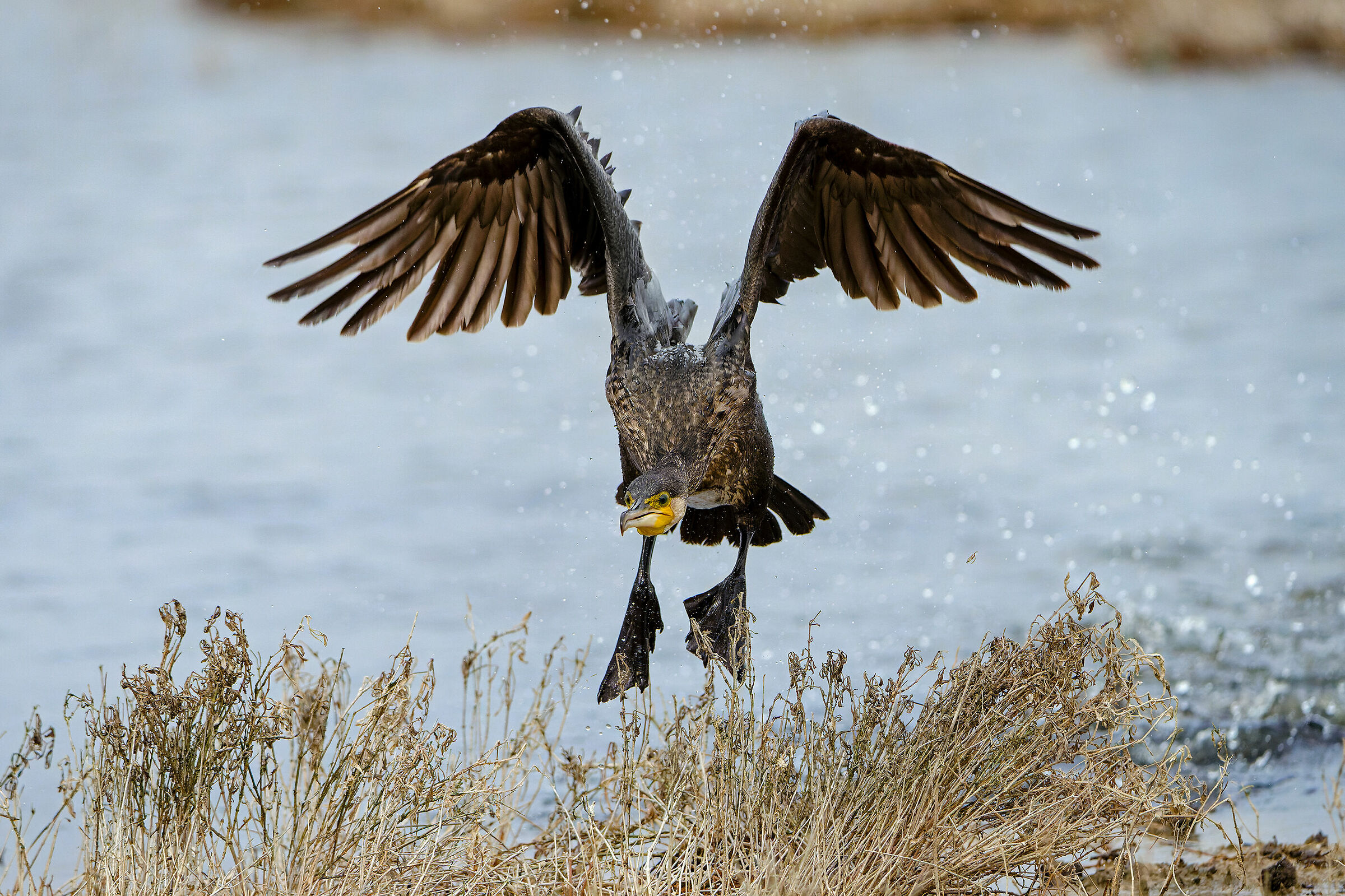 Cormorant