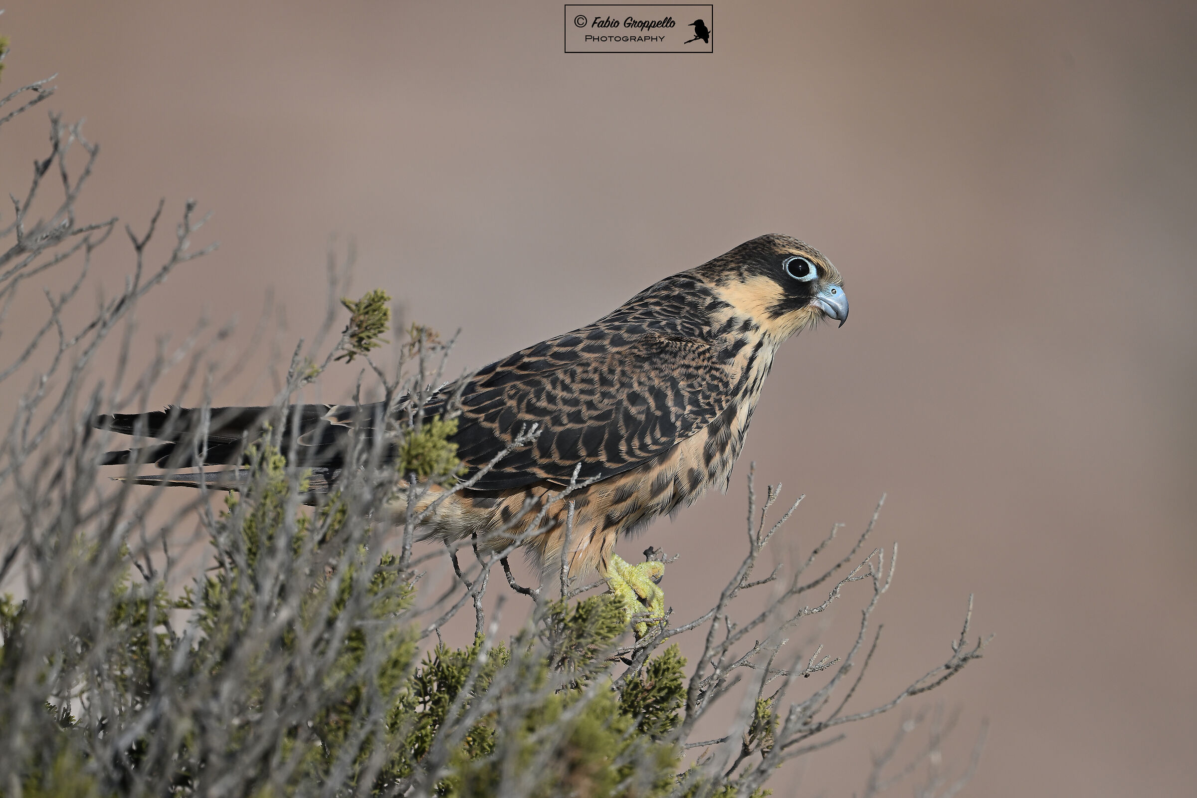 Queen's Falcon (young)
