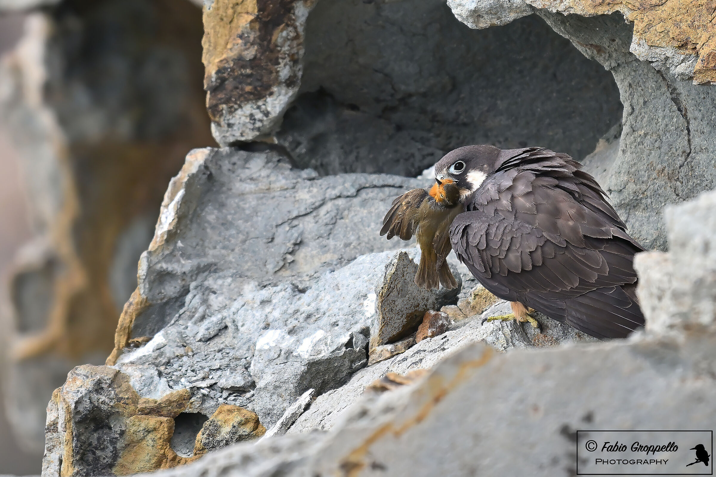Queen's Hawk (with prey)