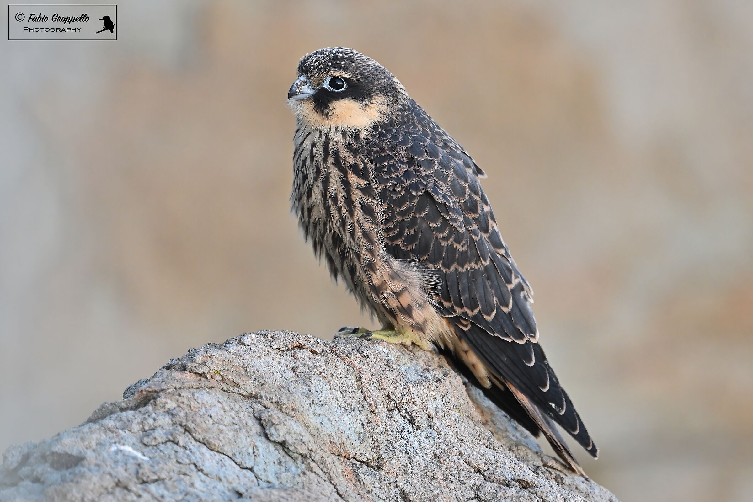 Falco Della Regina (giovane)