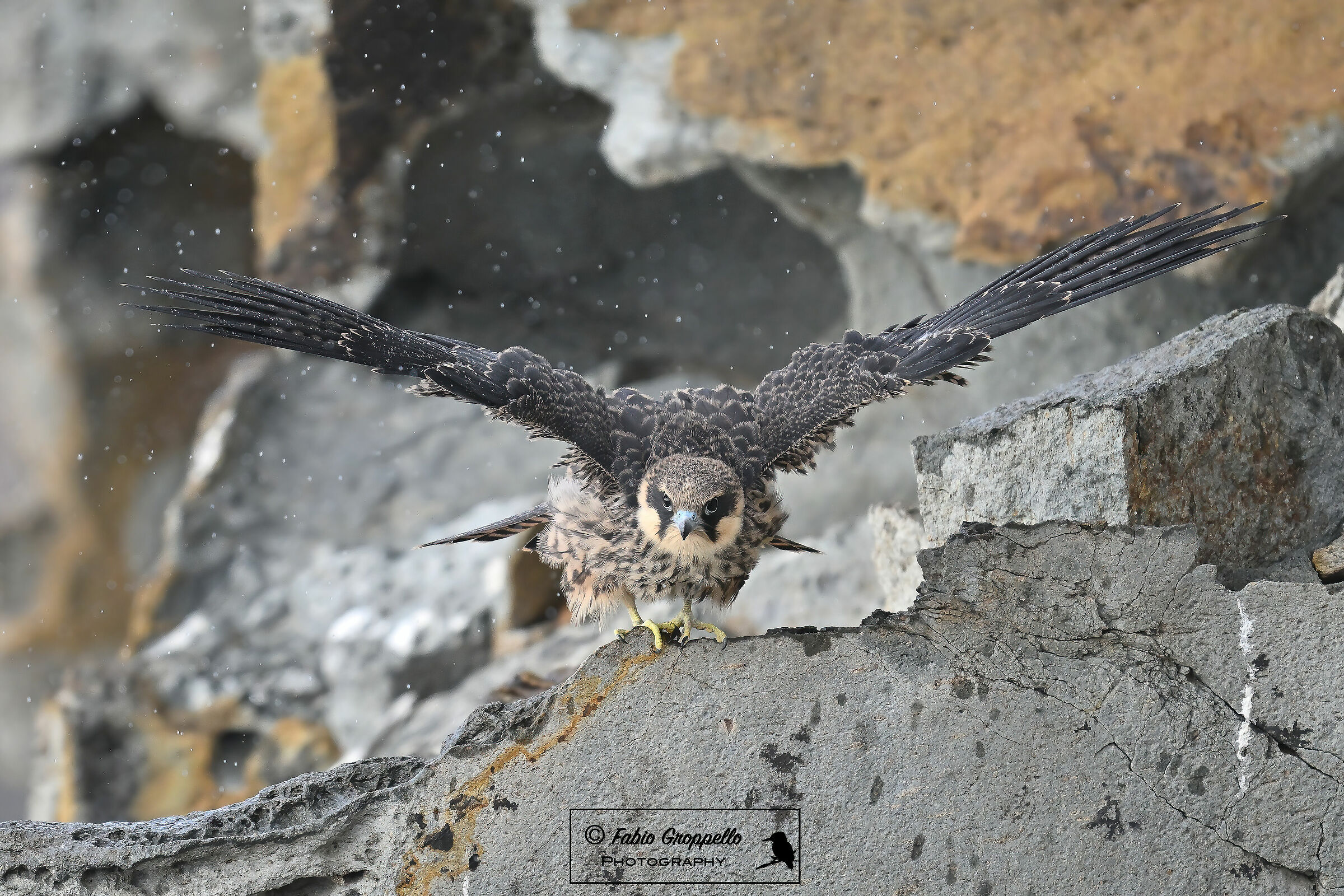 Falco Della Regina (giovane)