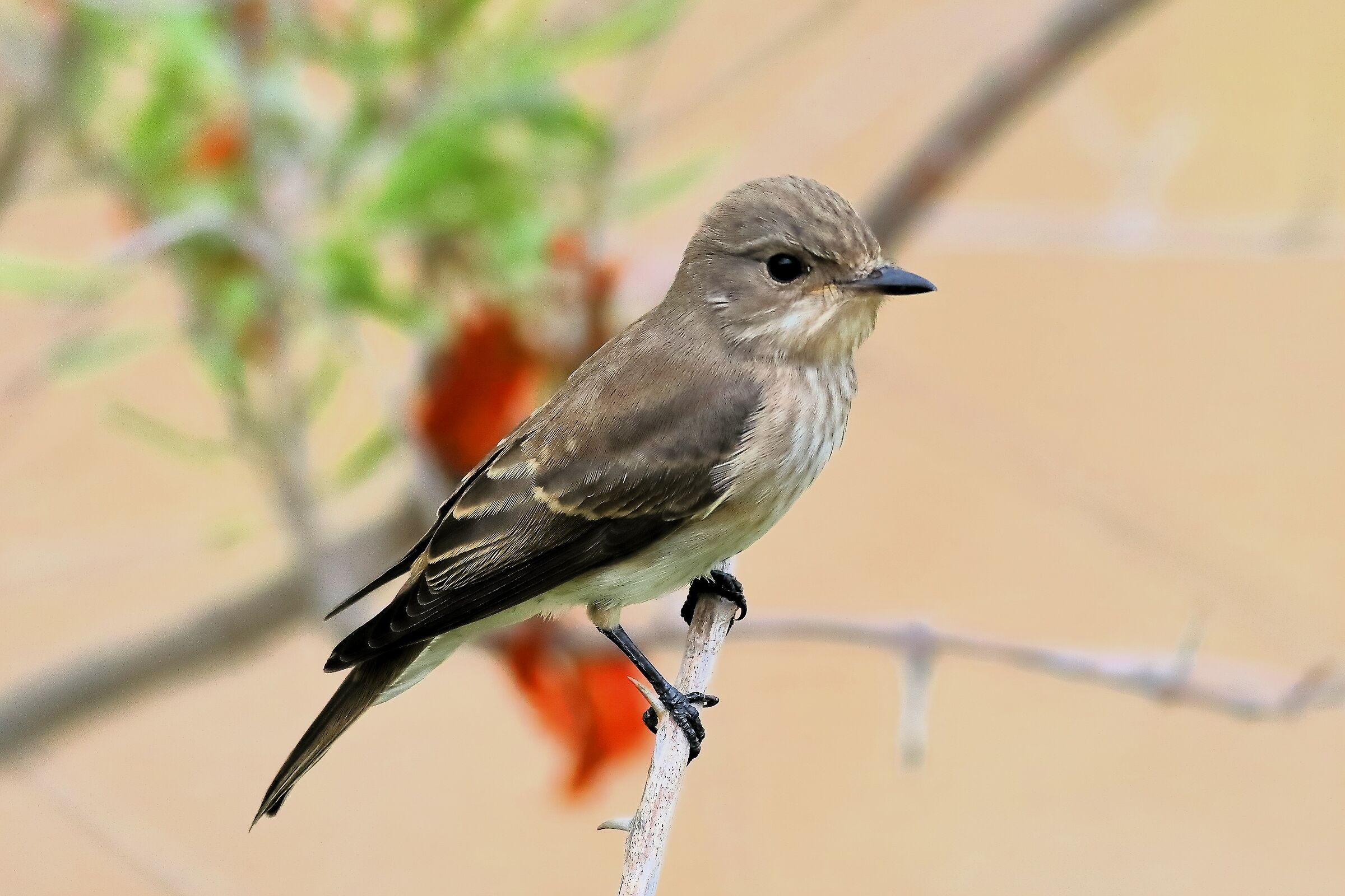 Flycatcher 14-09-2023