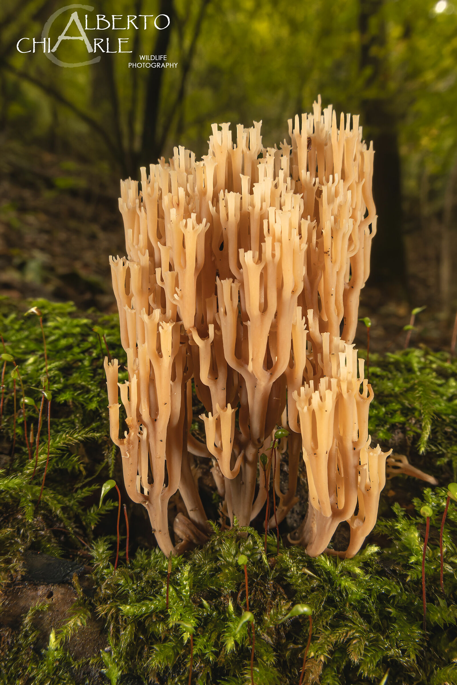 Ramaria