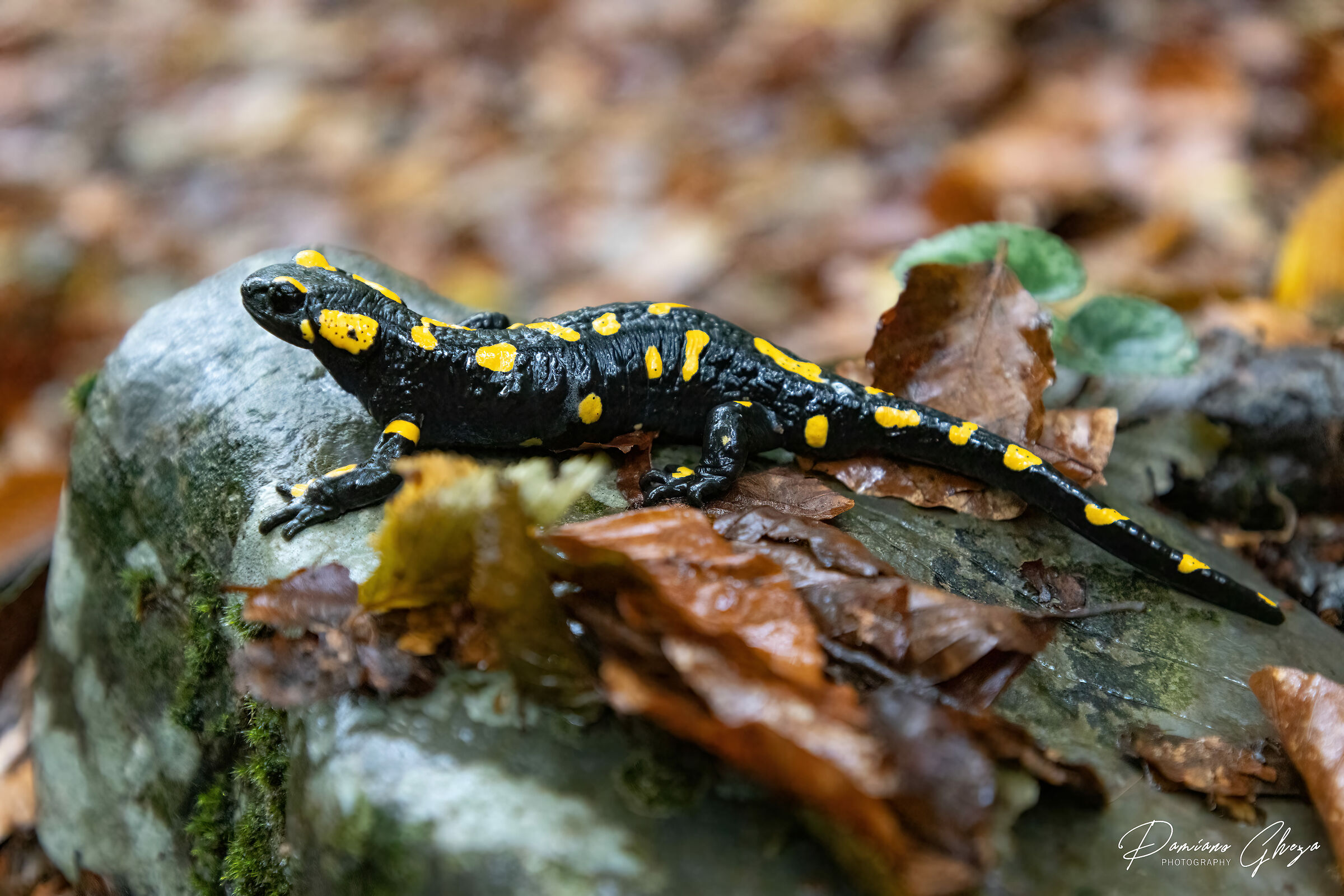 Salamandra pezzata