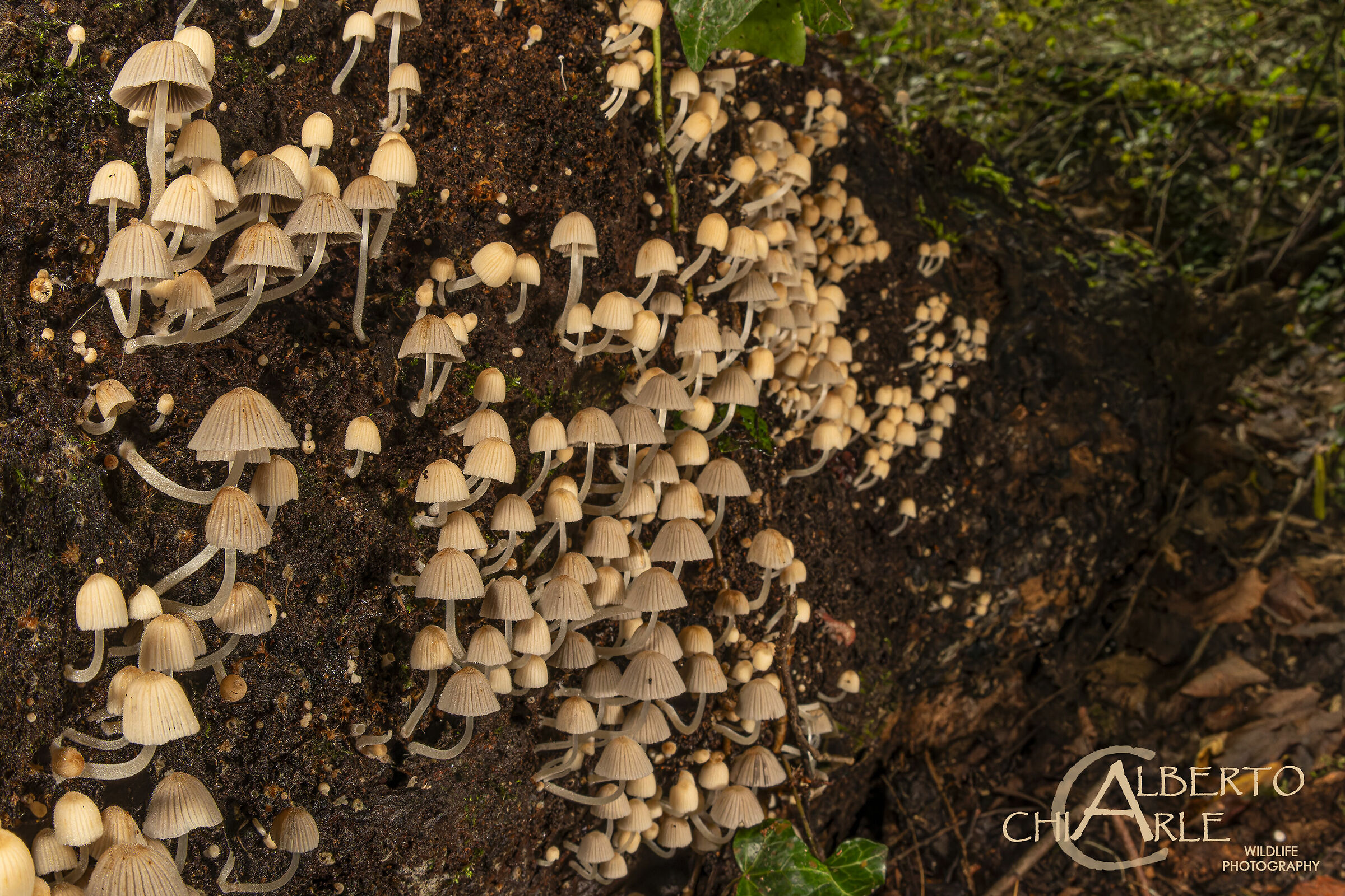 Mushrooms on fallen trunk